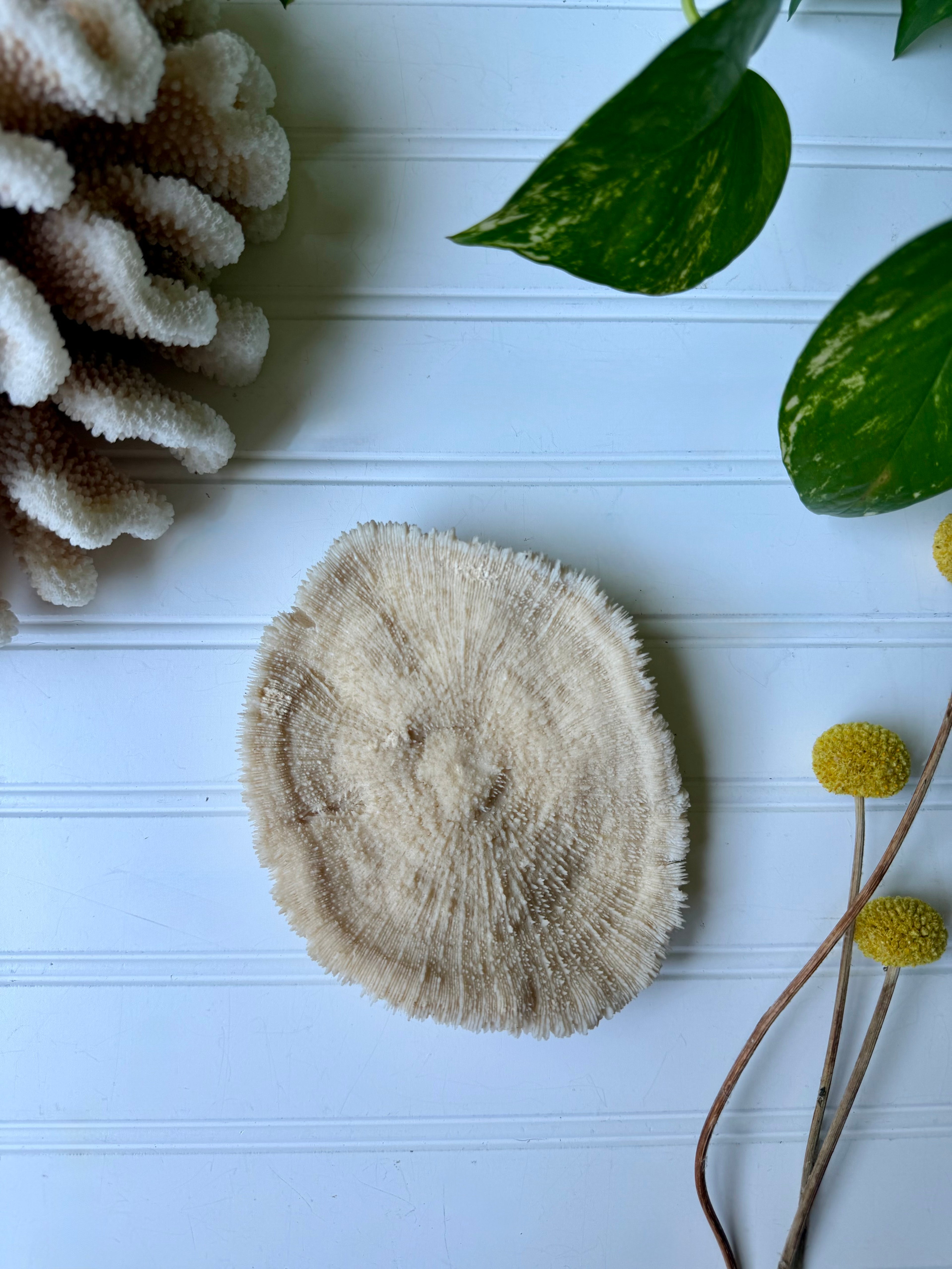 Natural White Mushroom Coral Specimen