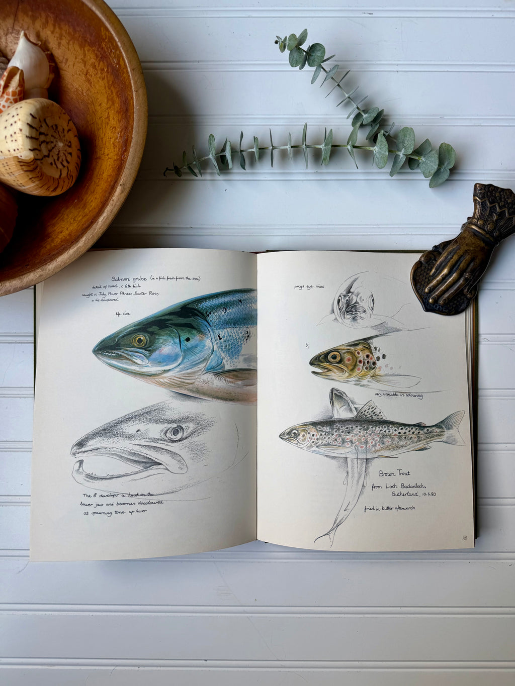 Vintage Book: Keith Brockie’s Wild Life Sketchbook (1981) First Edition