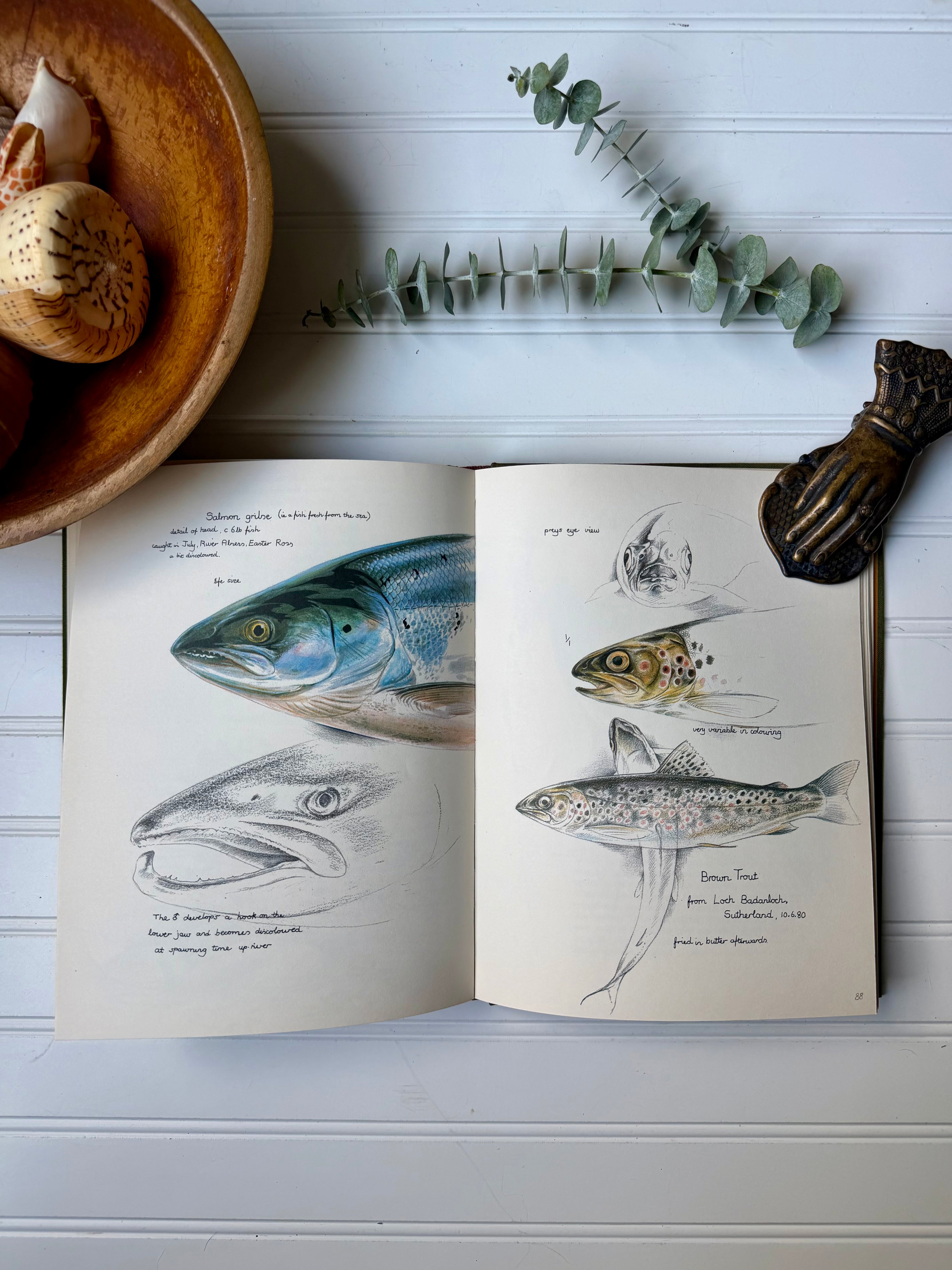 Vintage Book: Keith Brockie’s Wild Life Sketchbook (1981) First Edition