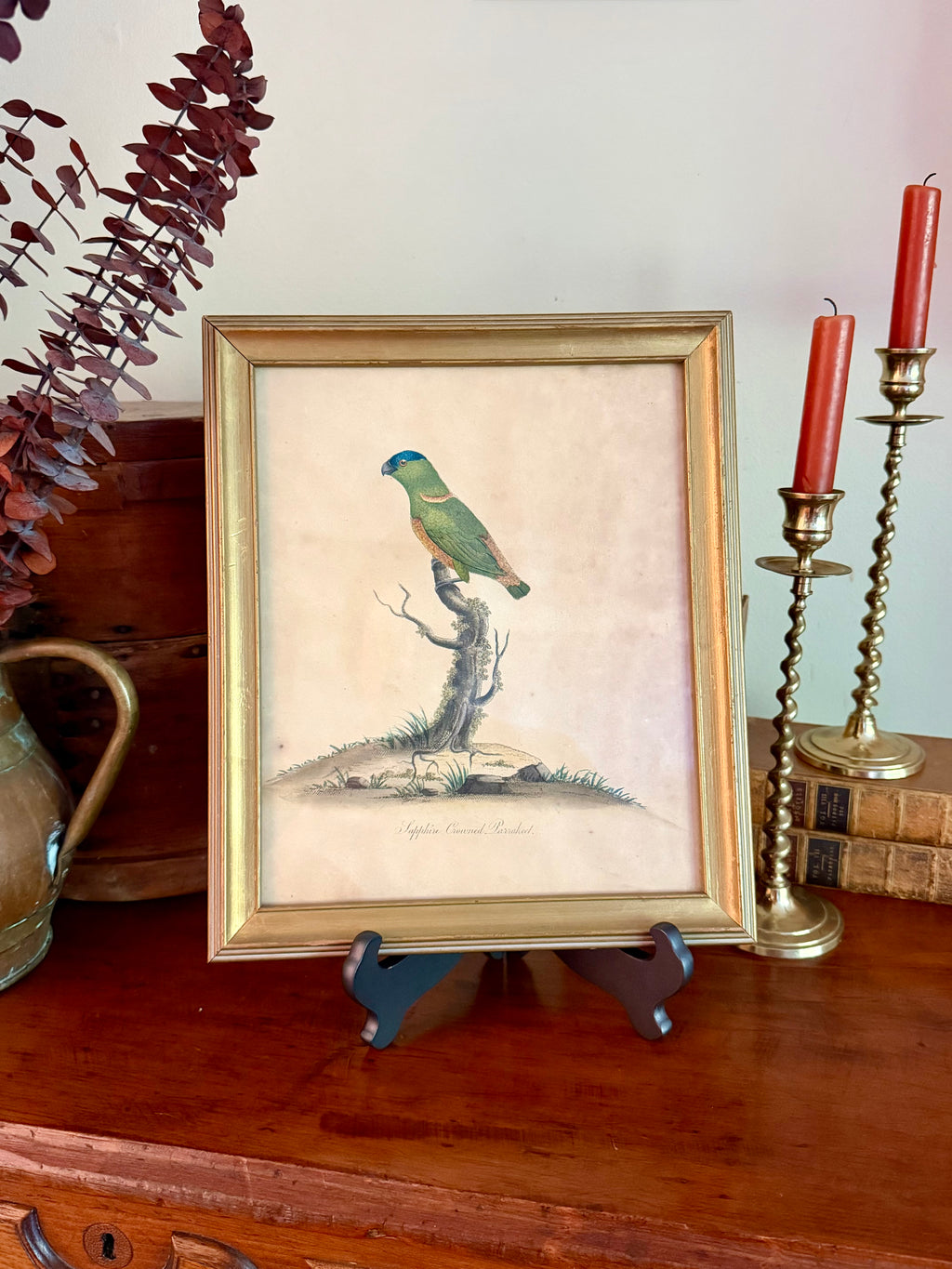 18th Century Sapphire Crowned Parakeet, Hand Colored Engraving