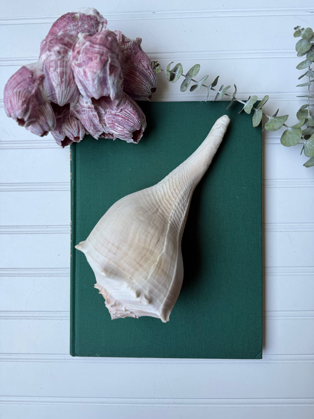 Set of 2 Lightning Whelk Shells