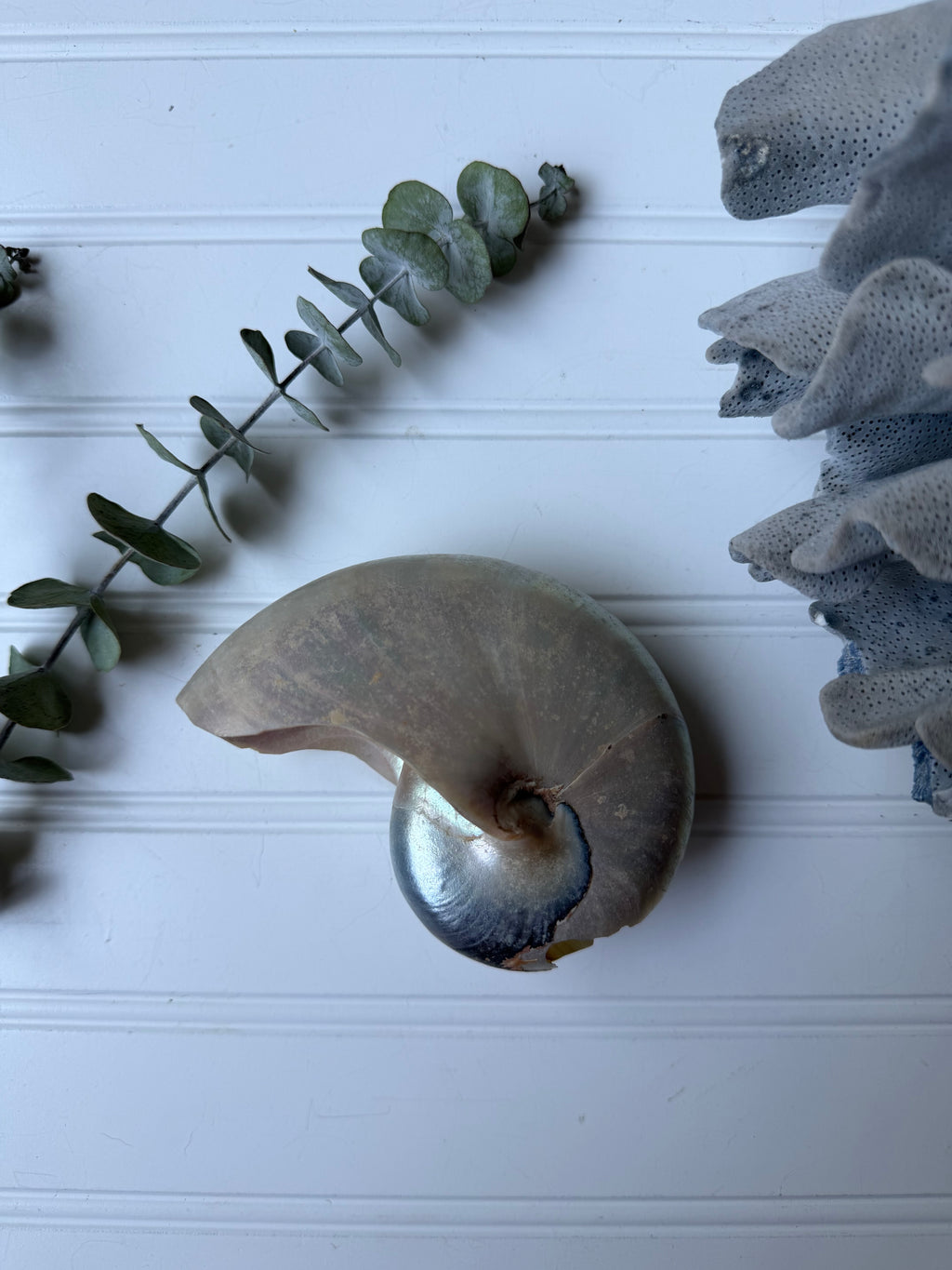 Nautilus Shell