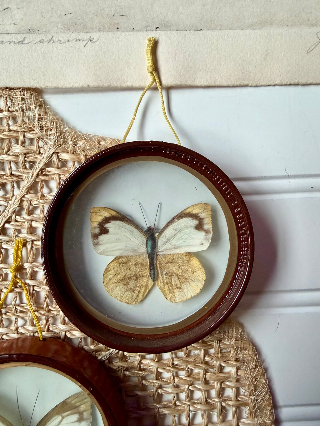 1 Framed Butterfly Specimen