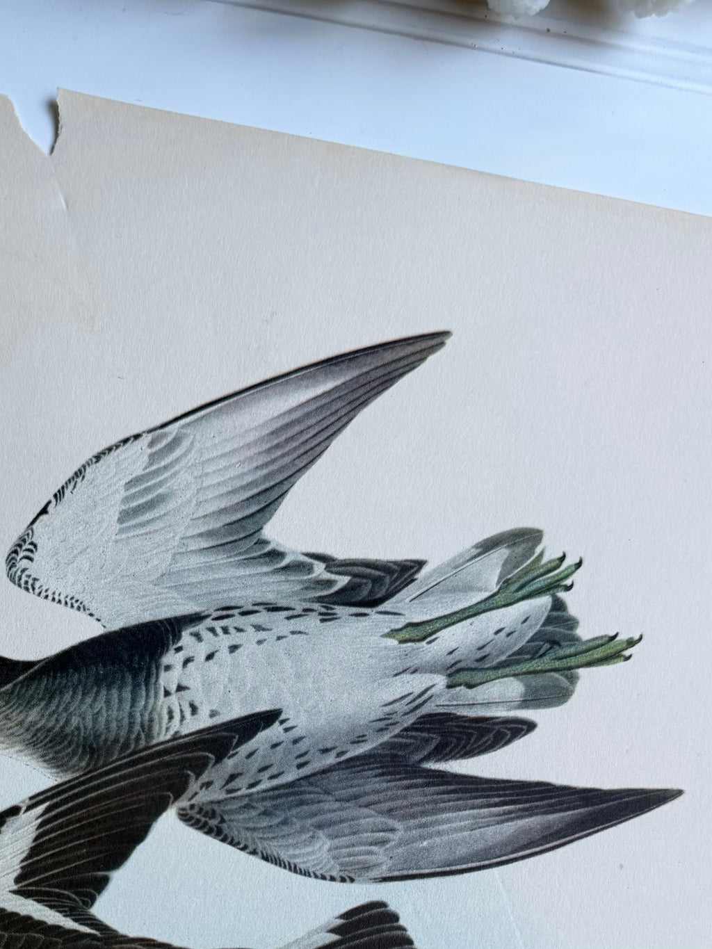 Audubon Print: Surf Bird