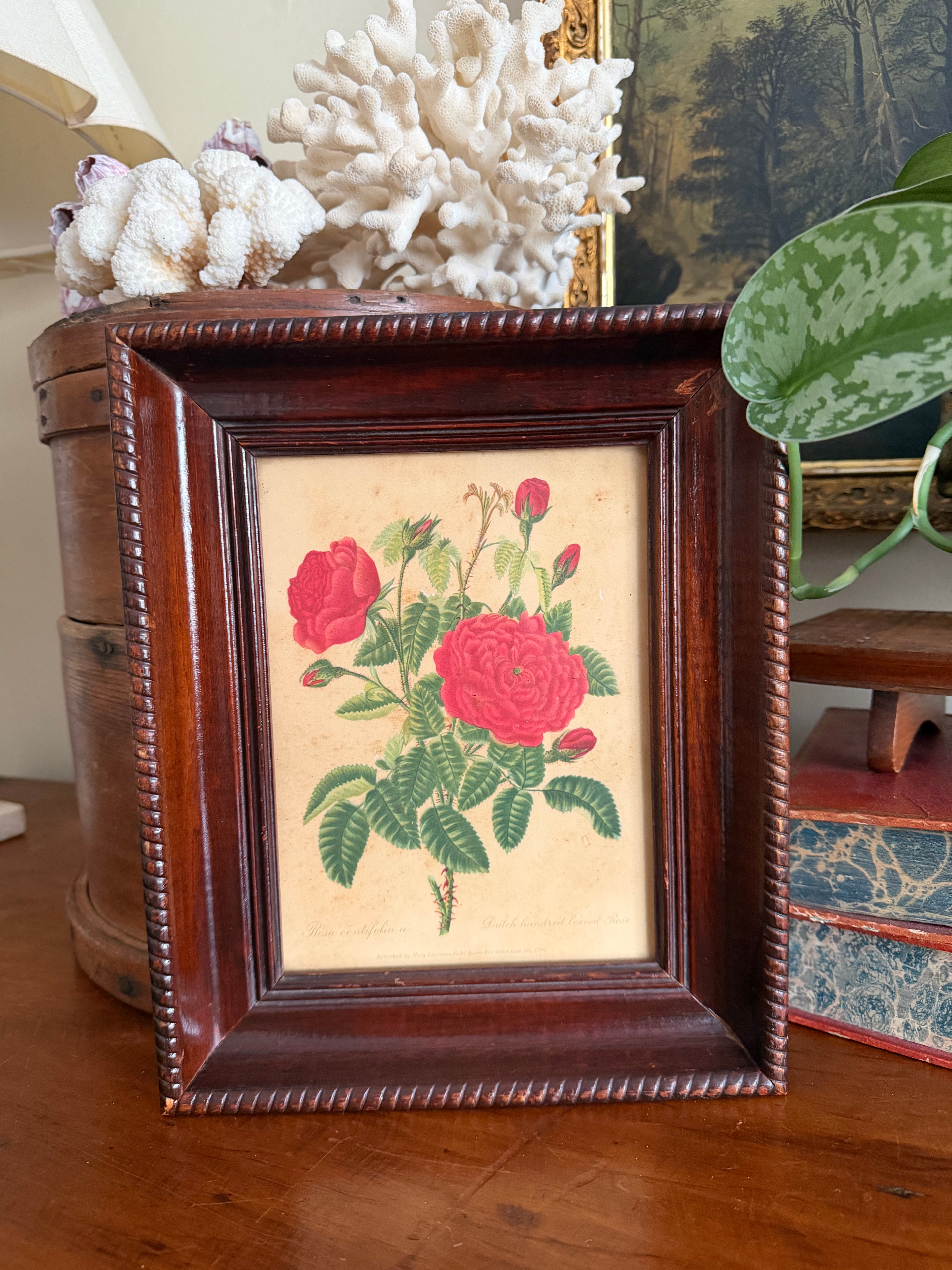 Antique Framed Rose Lithograph (1796)