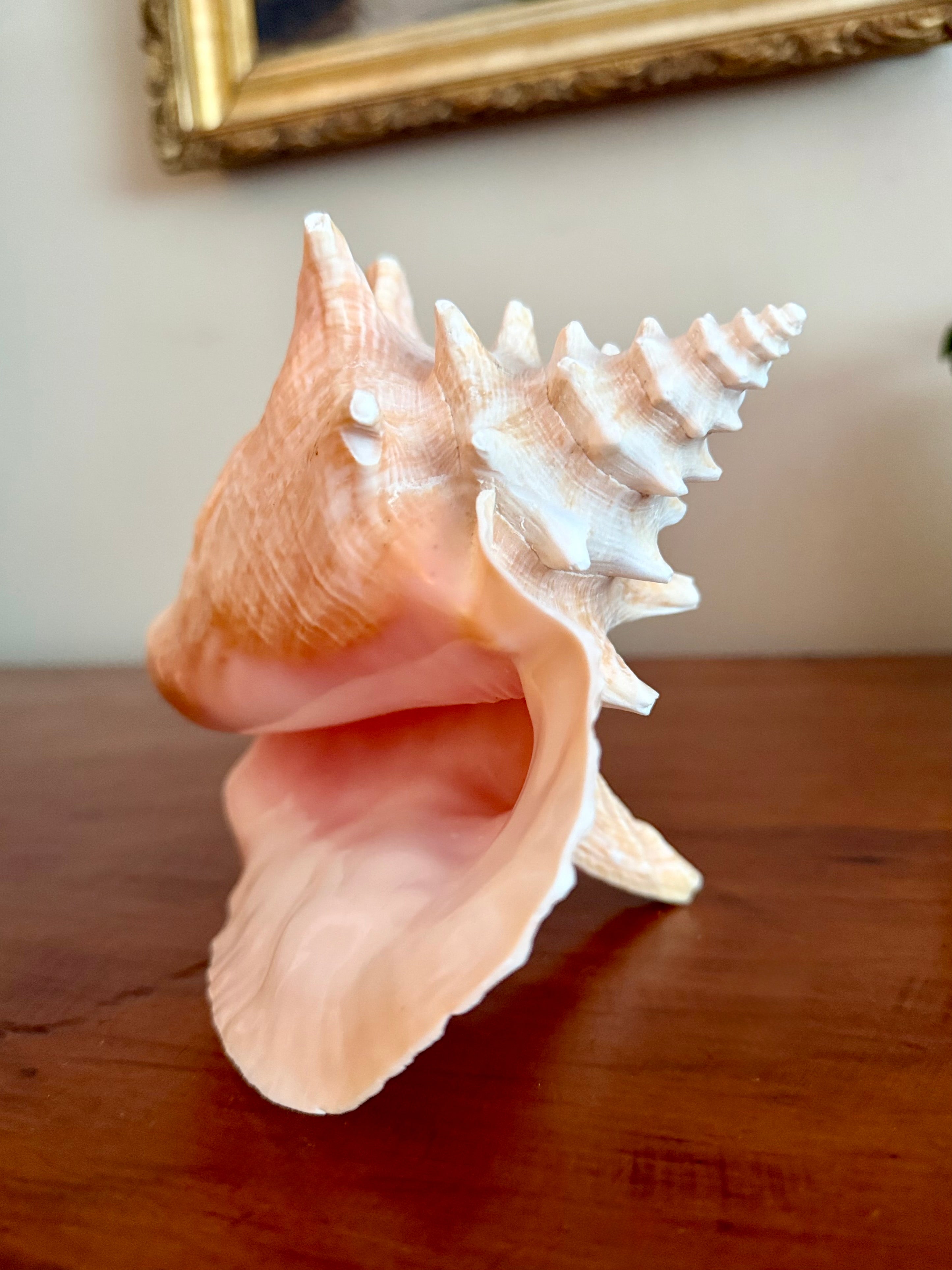 7 Inch Queen Conch Shell