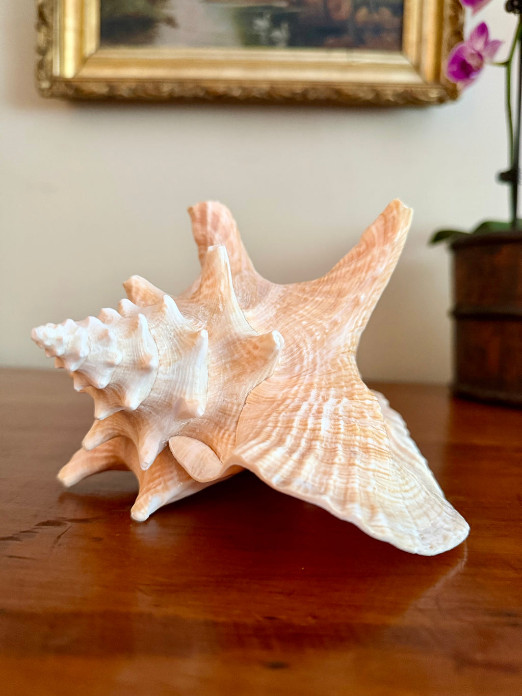 7 Inch Queen Conch Shell
