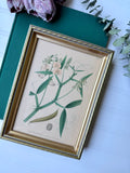 Antique Hand-Colored Botanical Lithograph (small) circa 1900