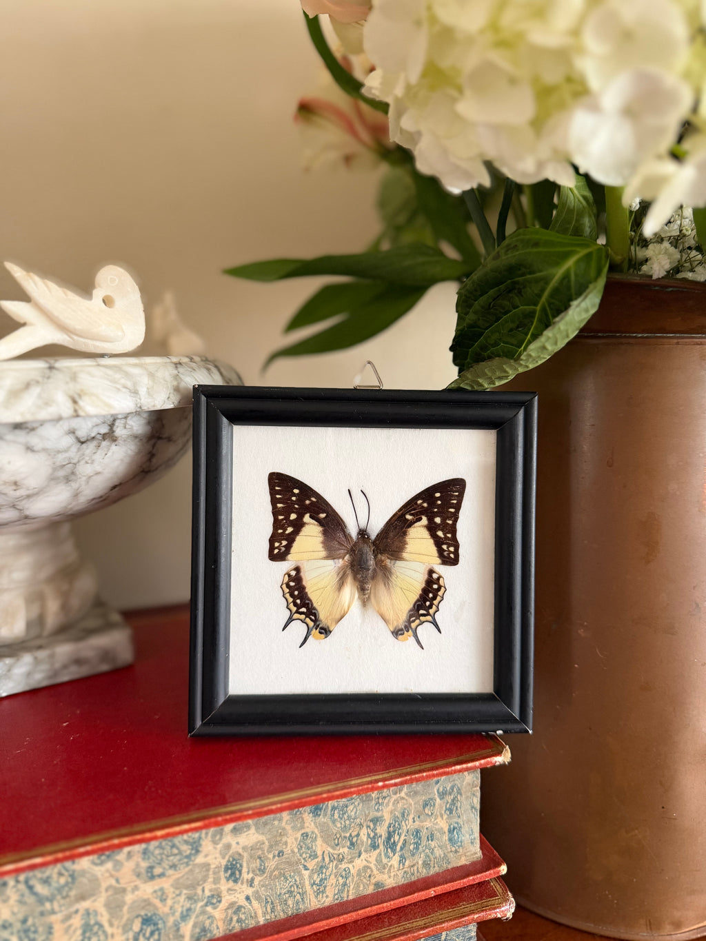 Framed Taxidermy Butterfly
