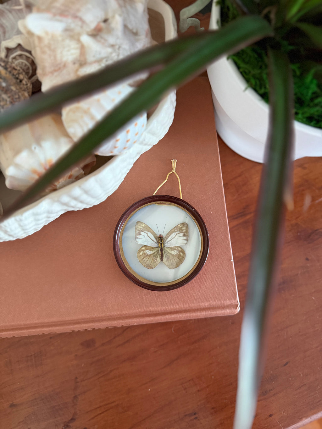 Vintage Taxidermy Butterfly