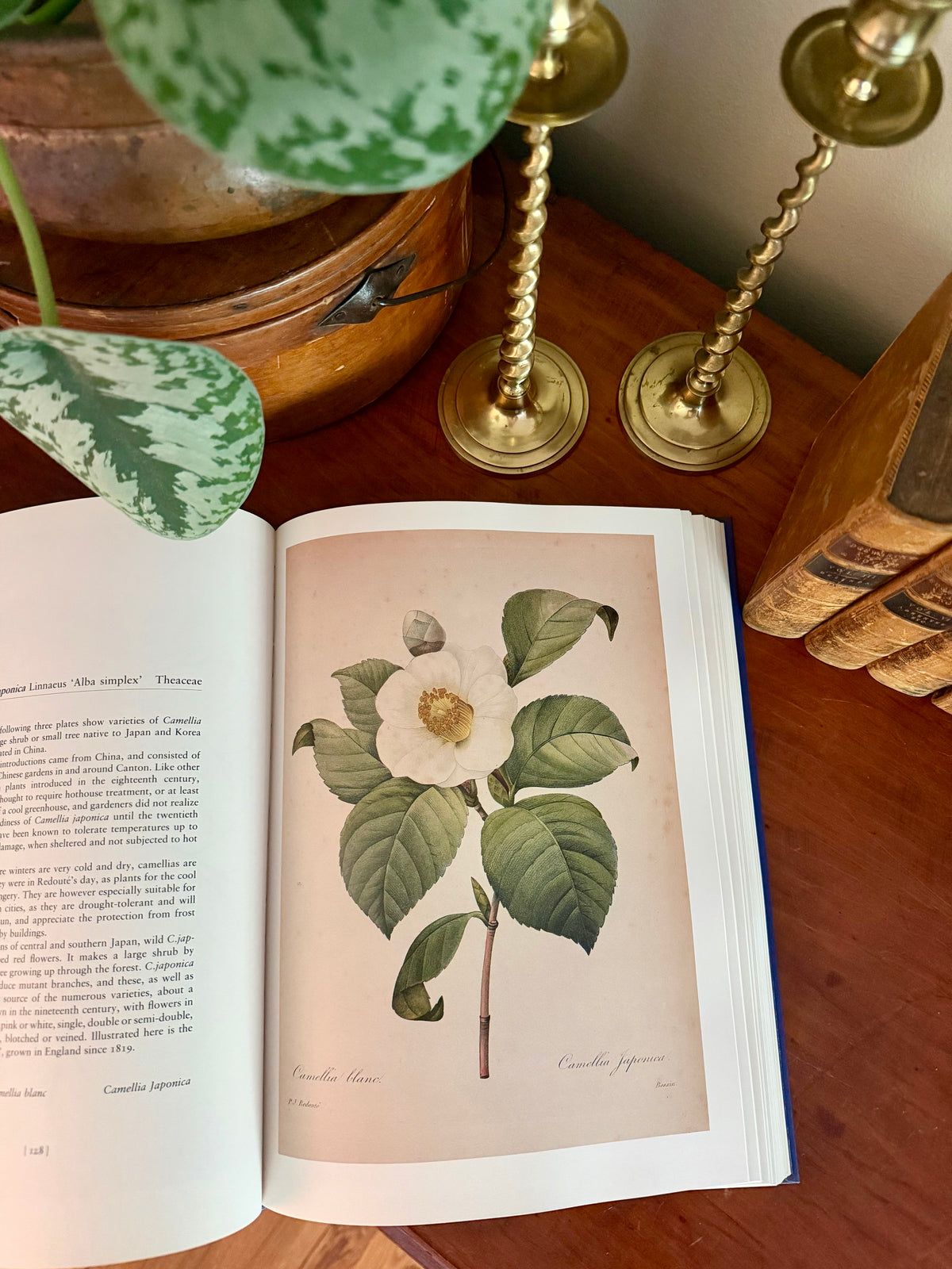 Vintage Book: Redouté's Fairest Flowers (Hardcover)