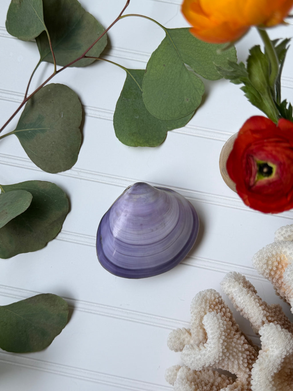 Purple Clam Shell