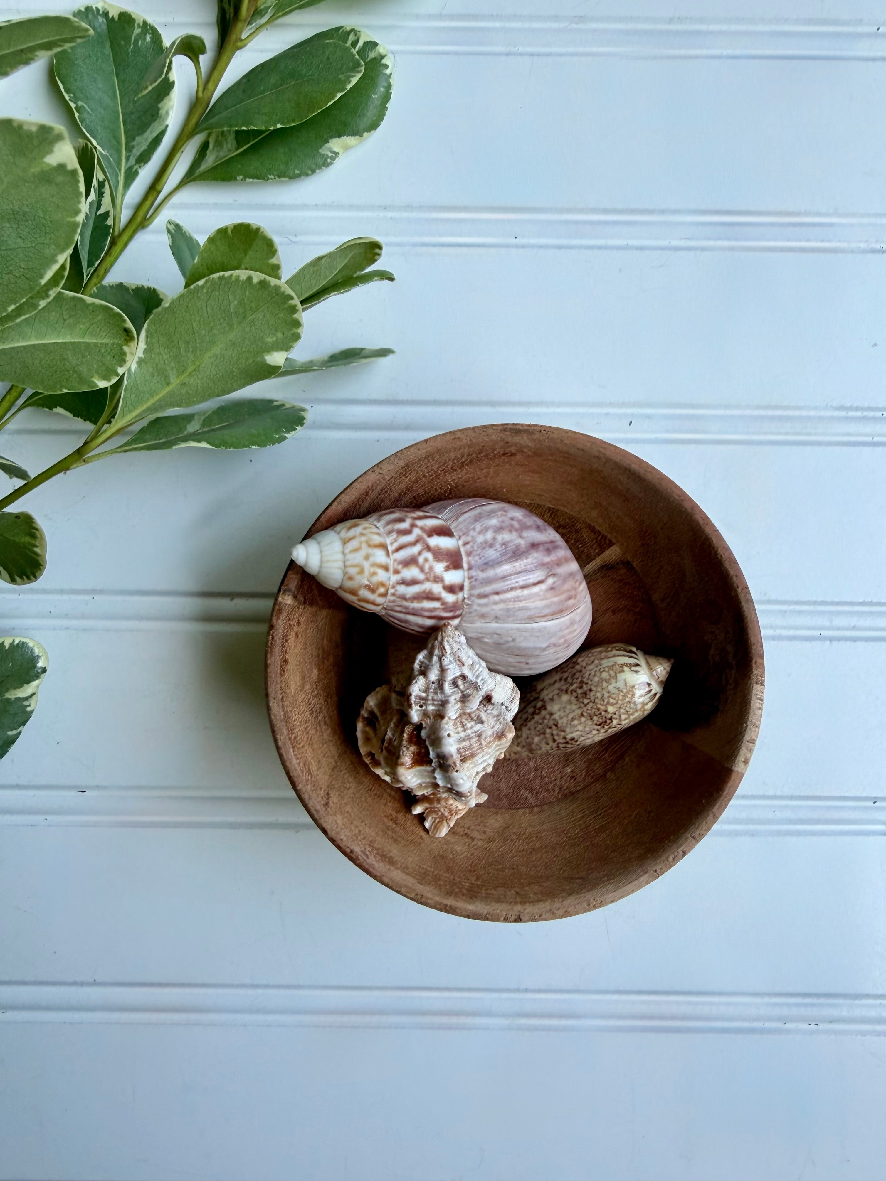 Small Wooden Bowl of Shells 1
