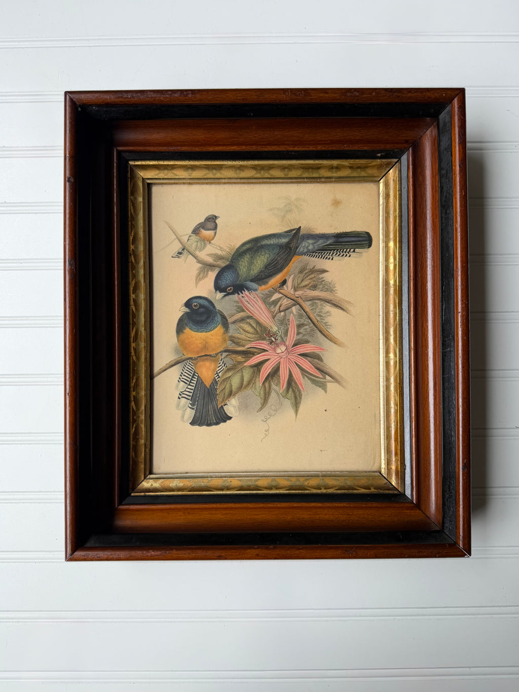 Antique Bird Lithograph in Eastlake Frame