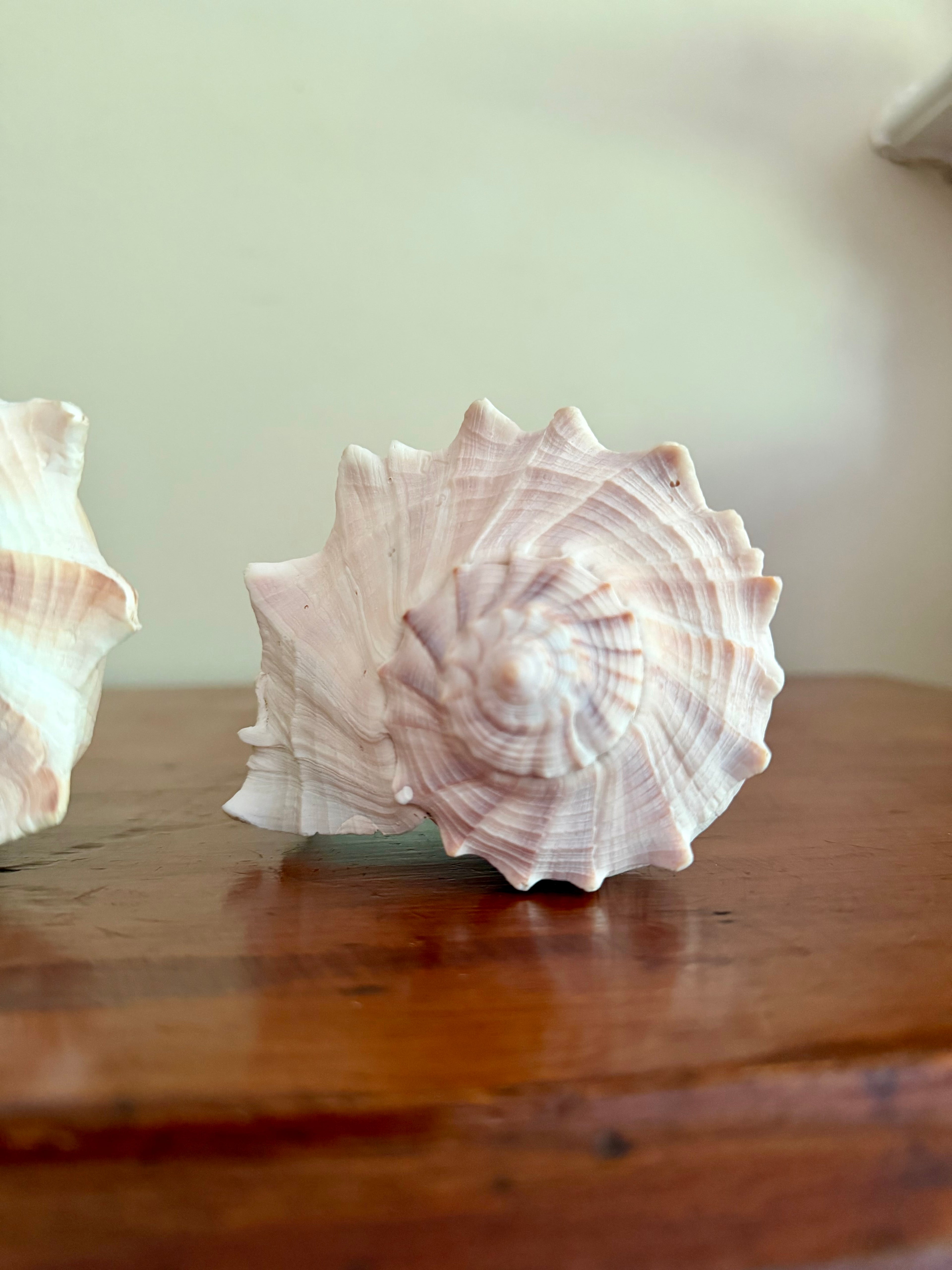 Set of 2 Lightning Whelk Shells
