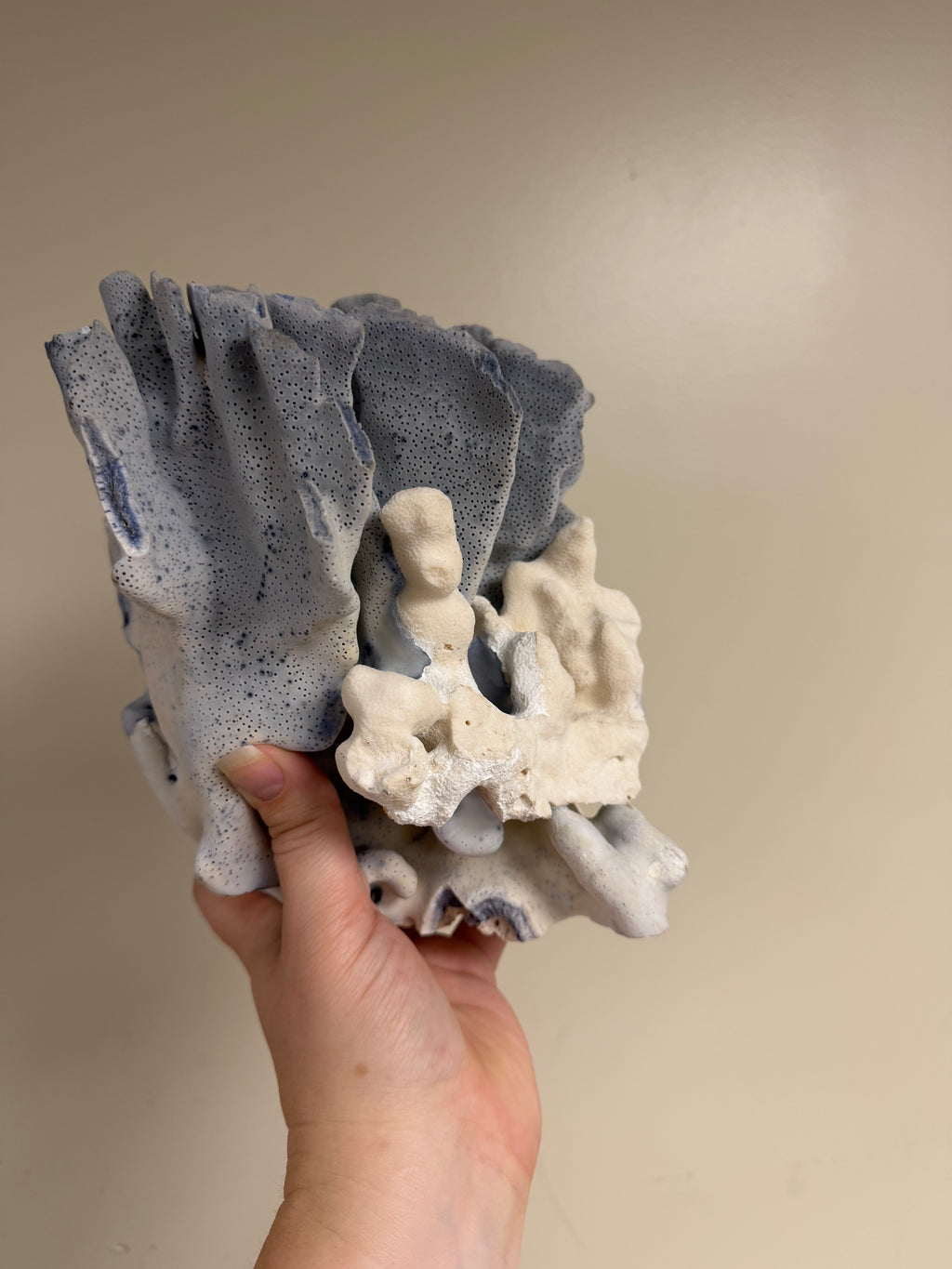 Blue Coral Specimen