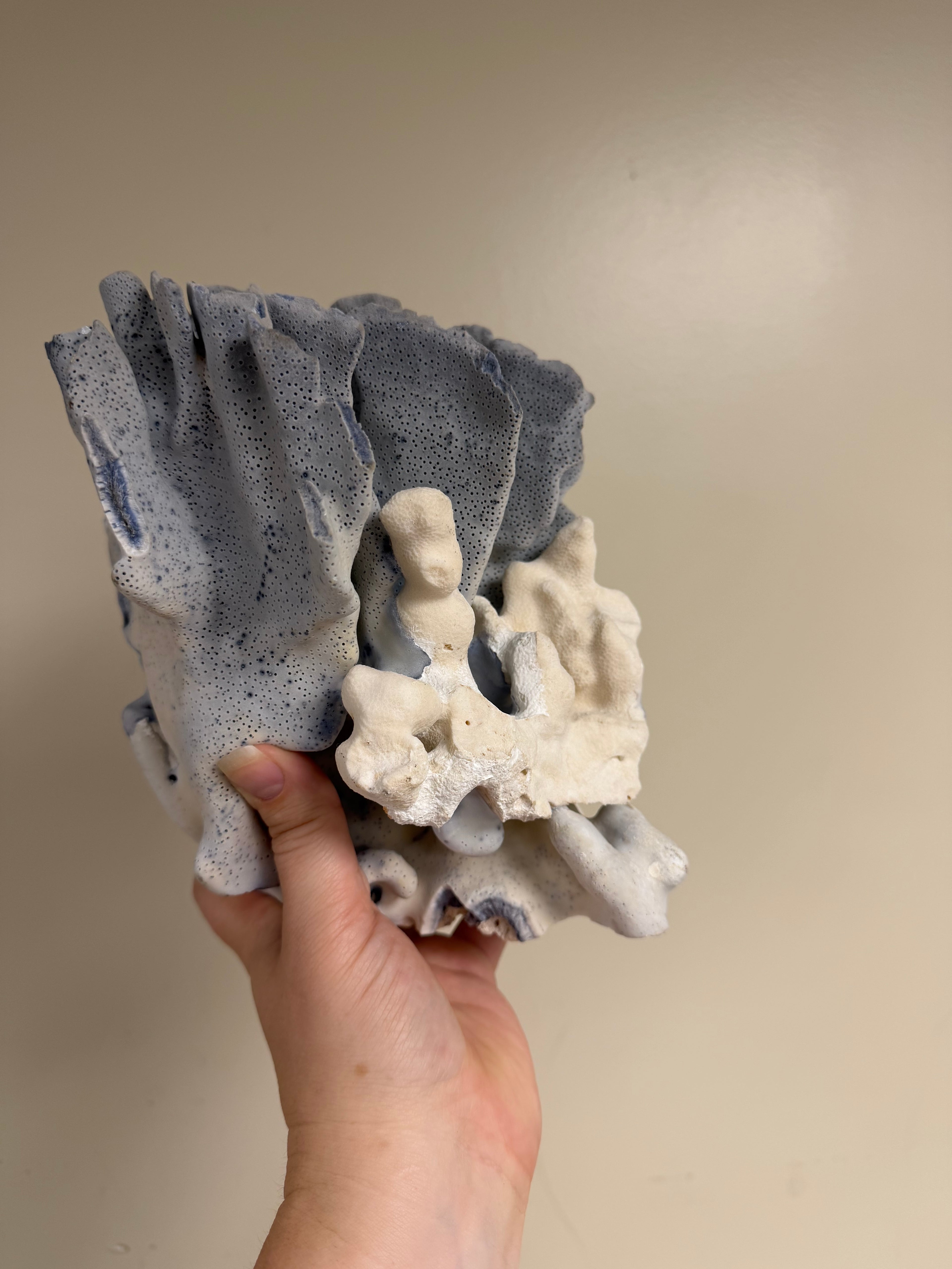 Blue Coral Specimen