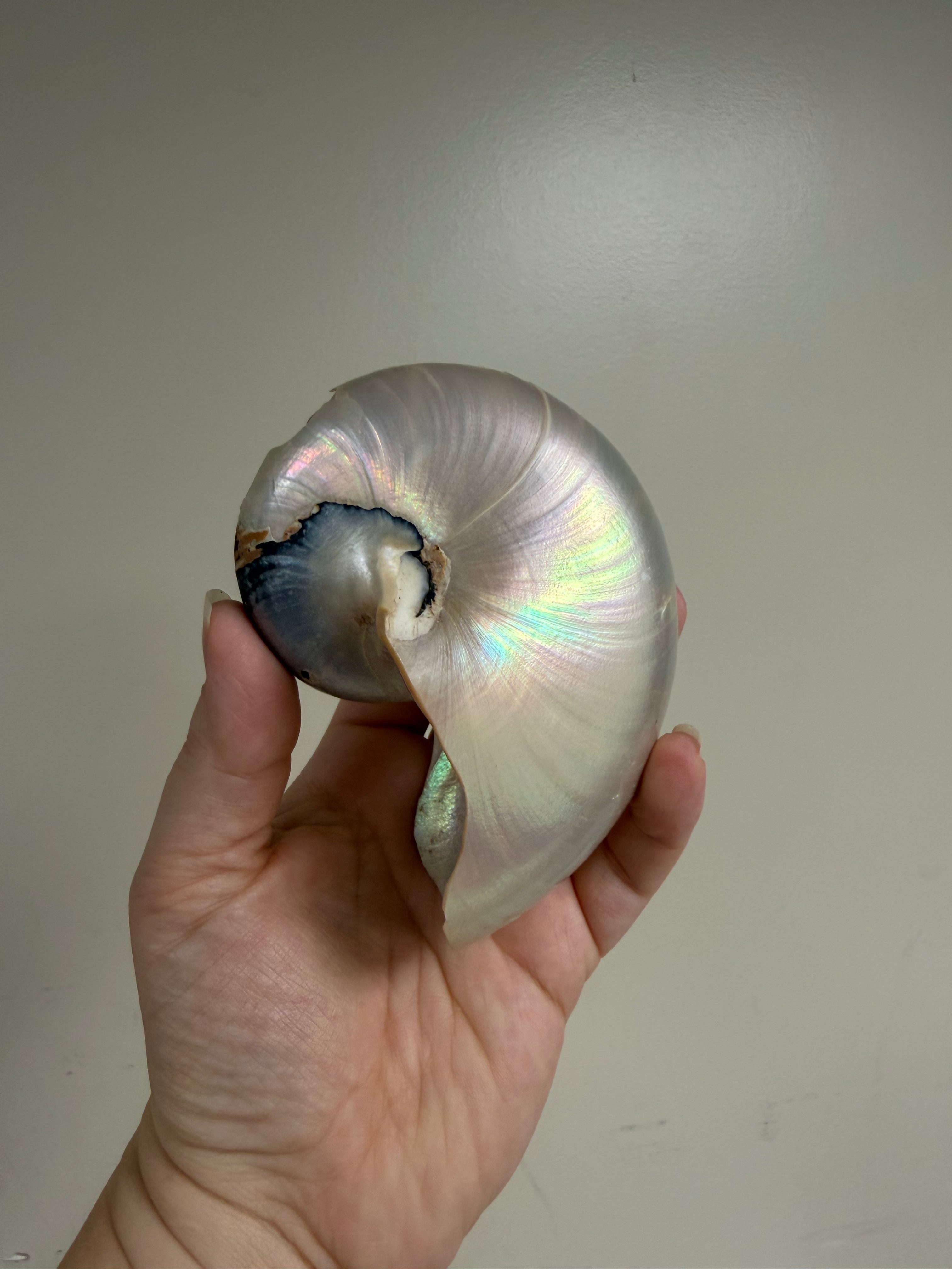 Nautilus Shell
