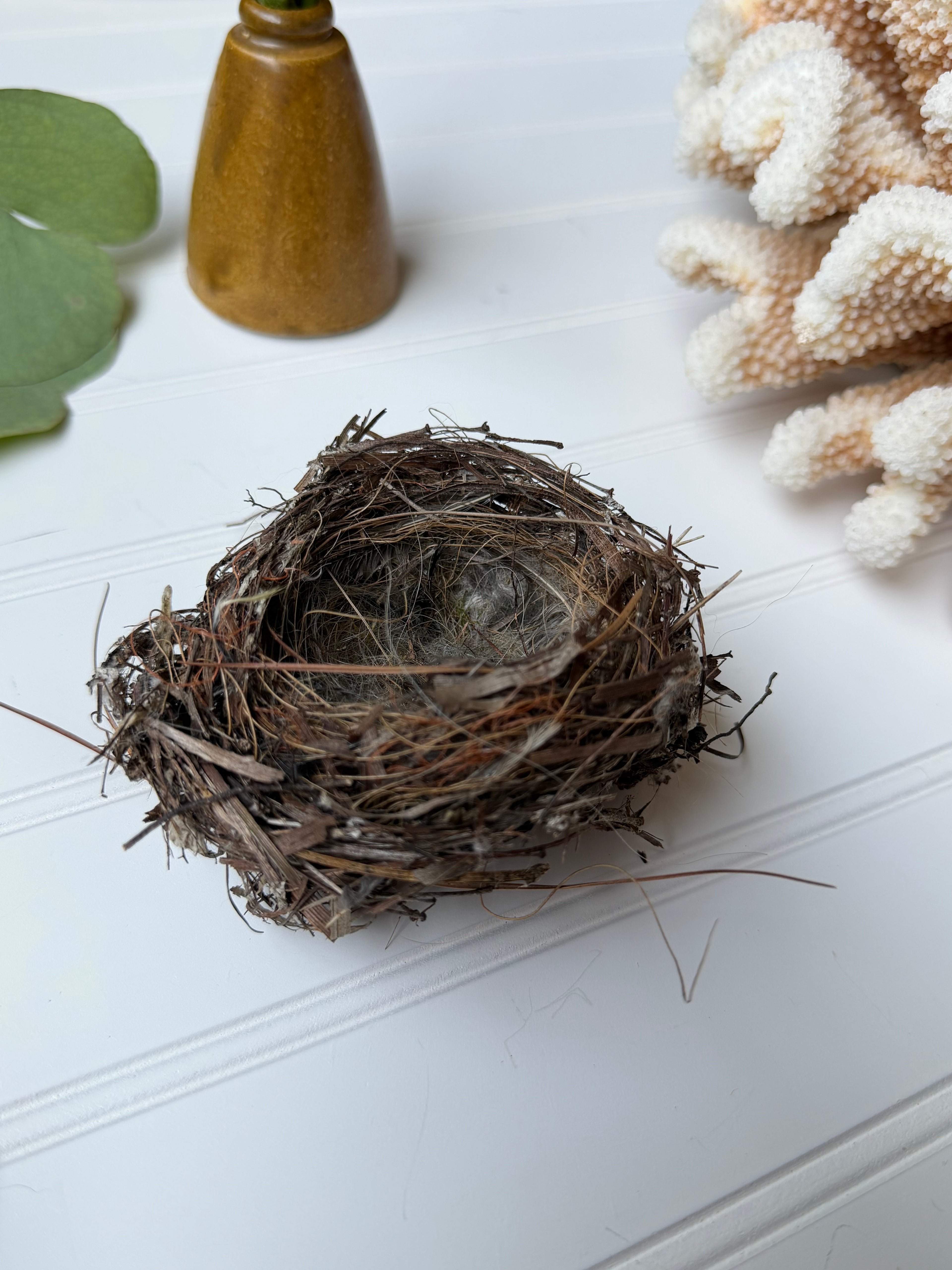 Small Bird Nest