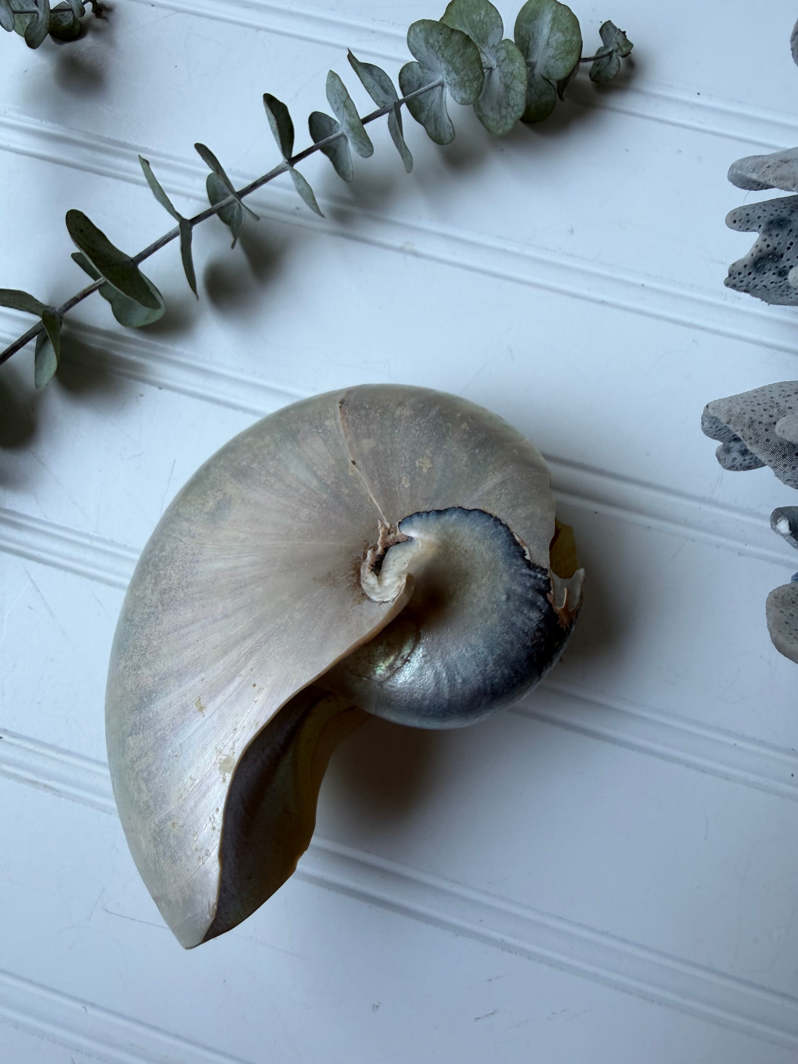 Nautilus Shell