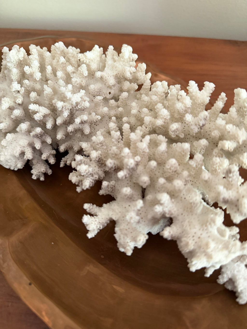 Coral Specimen