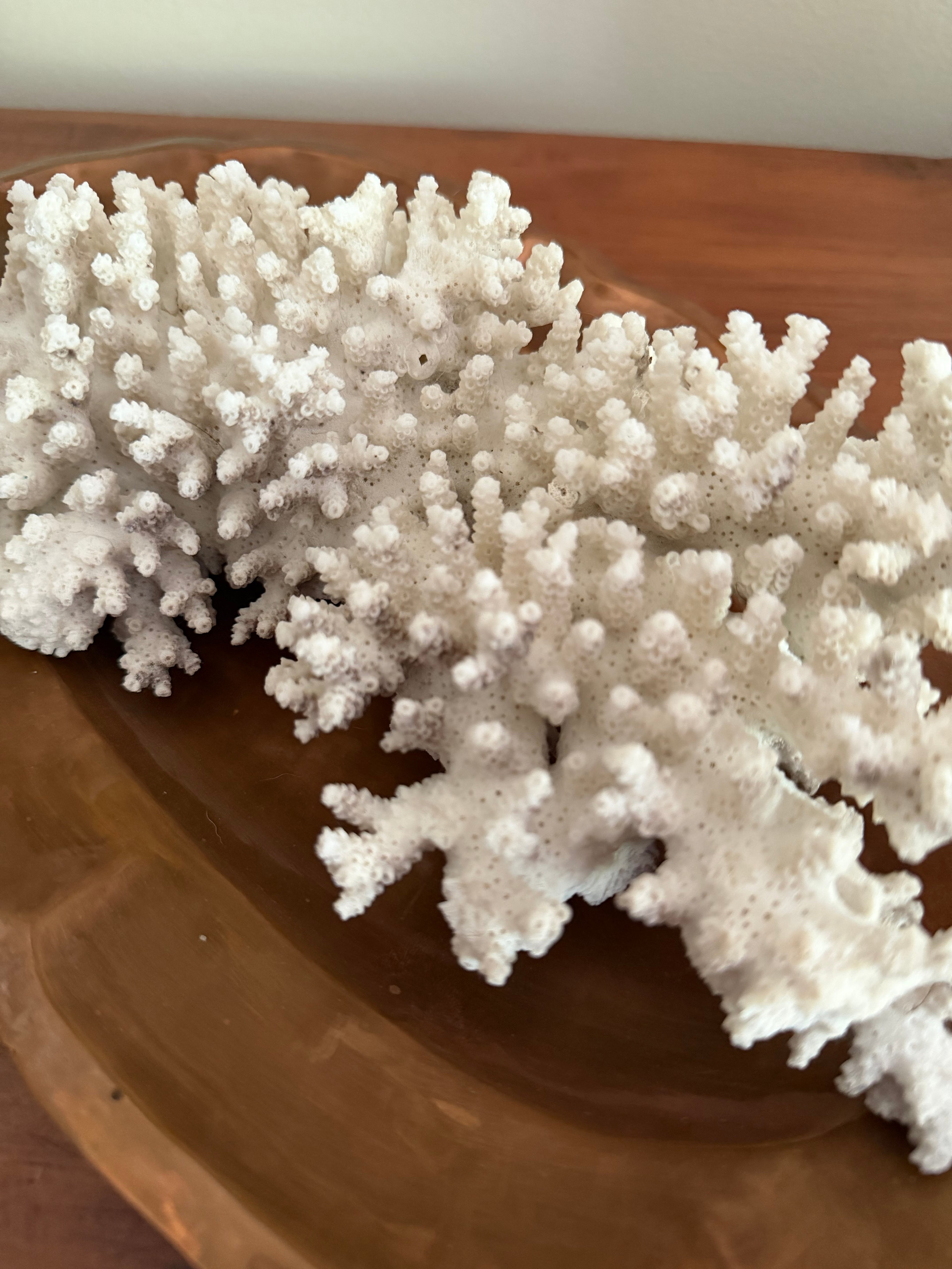 Coral Specimen