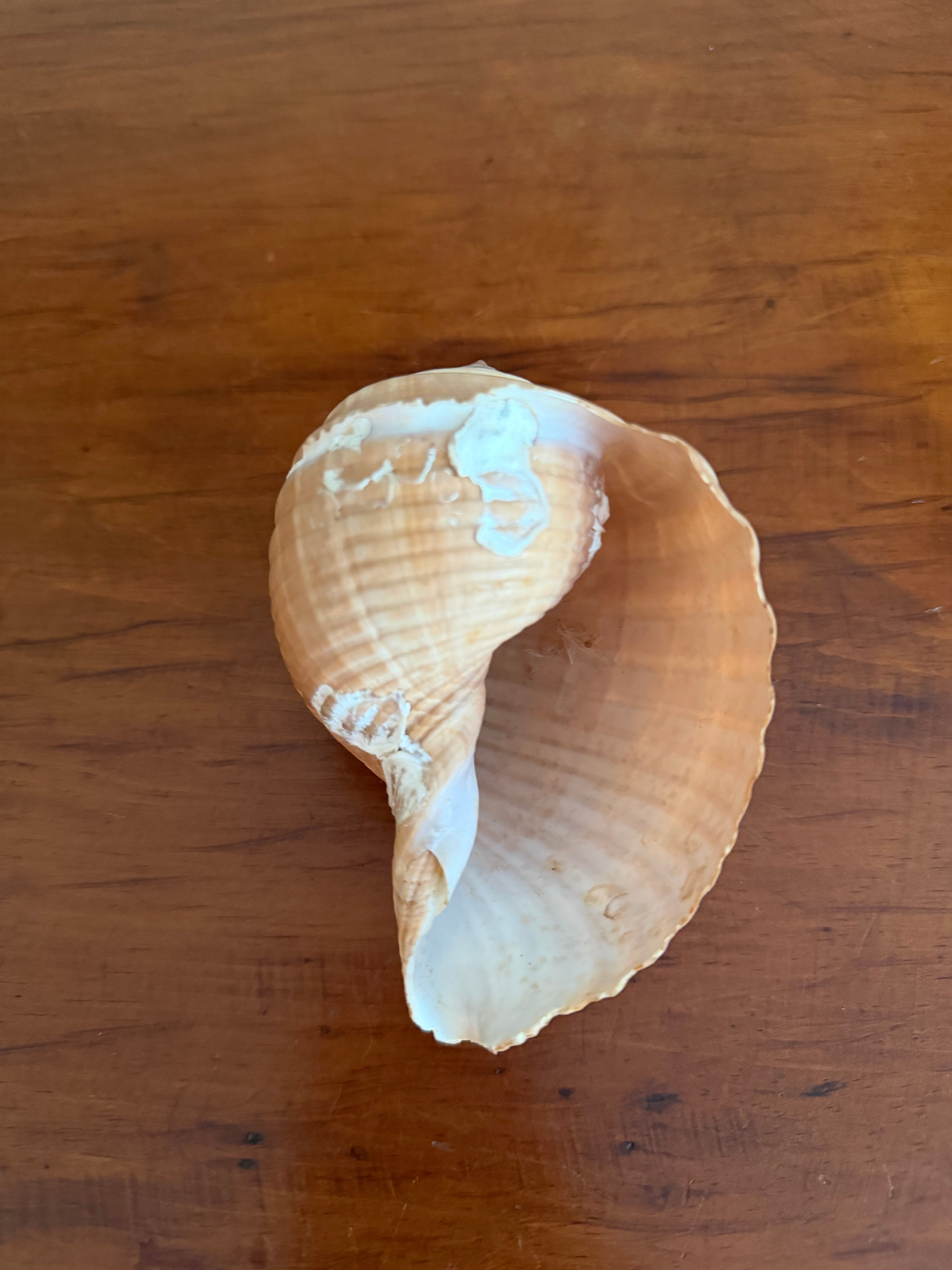 Shell Bundle (6 assorted)
