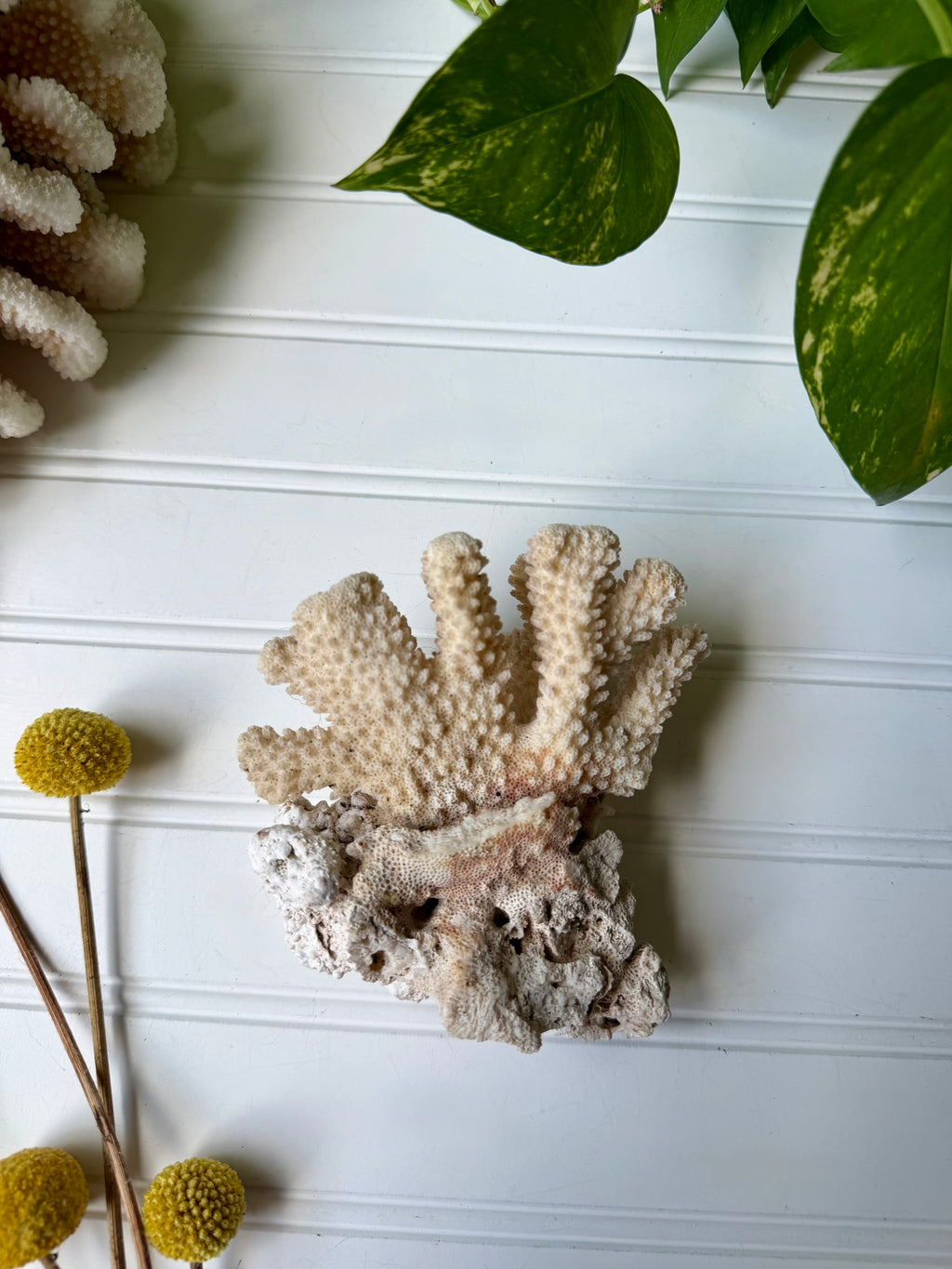 Coral Specimen