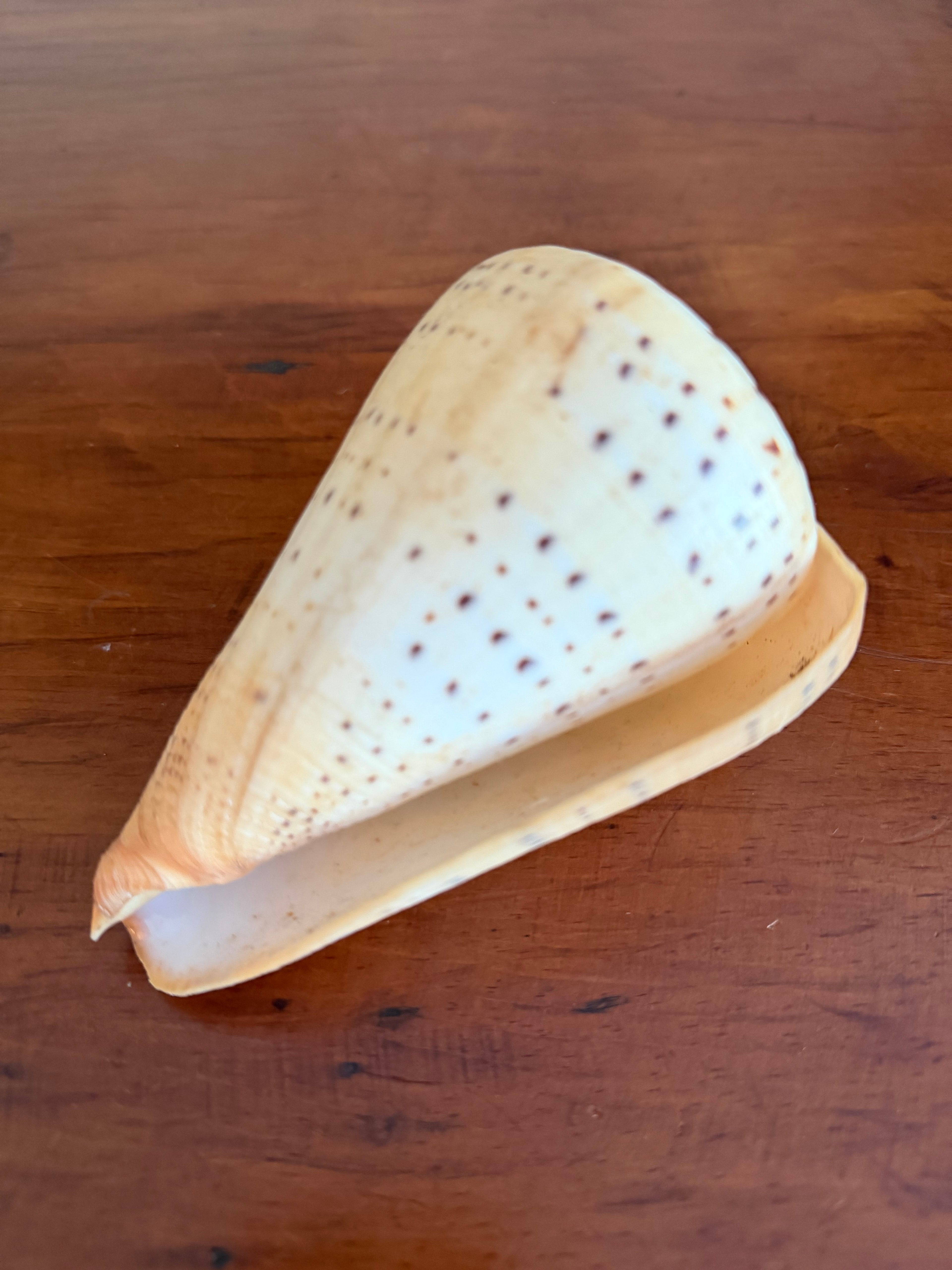 Shell Bundle (6 assorted)