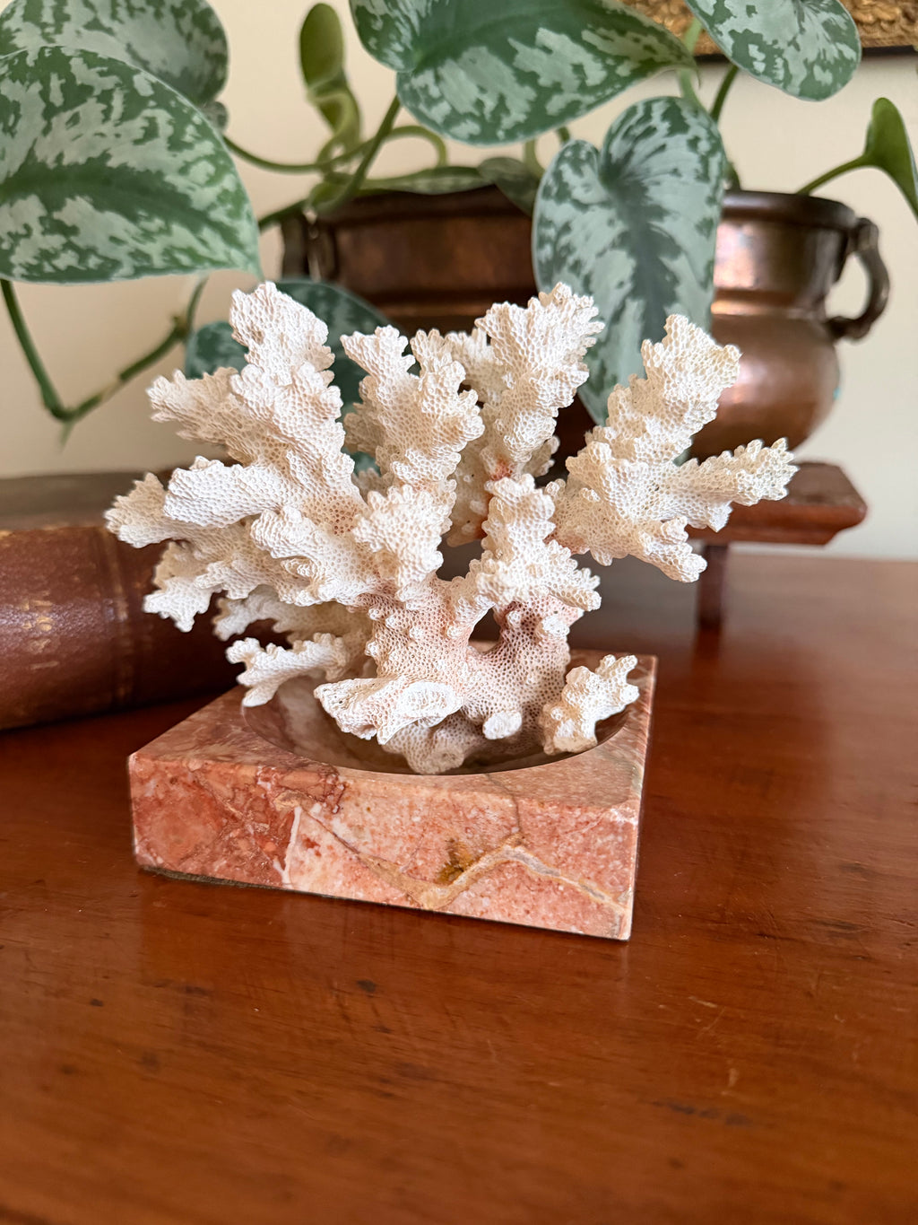 Natural Coral Specimen