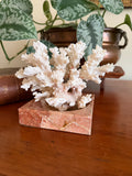 Natural Coral Specimen