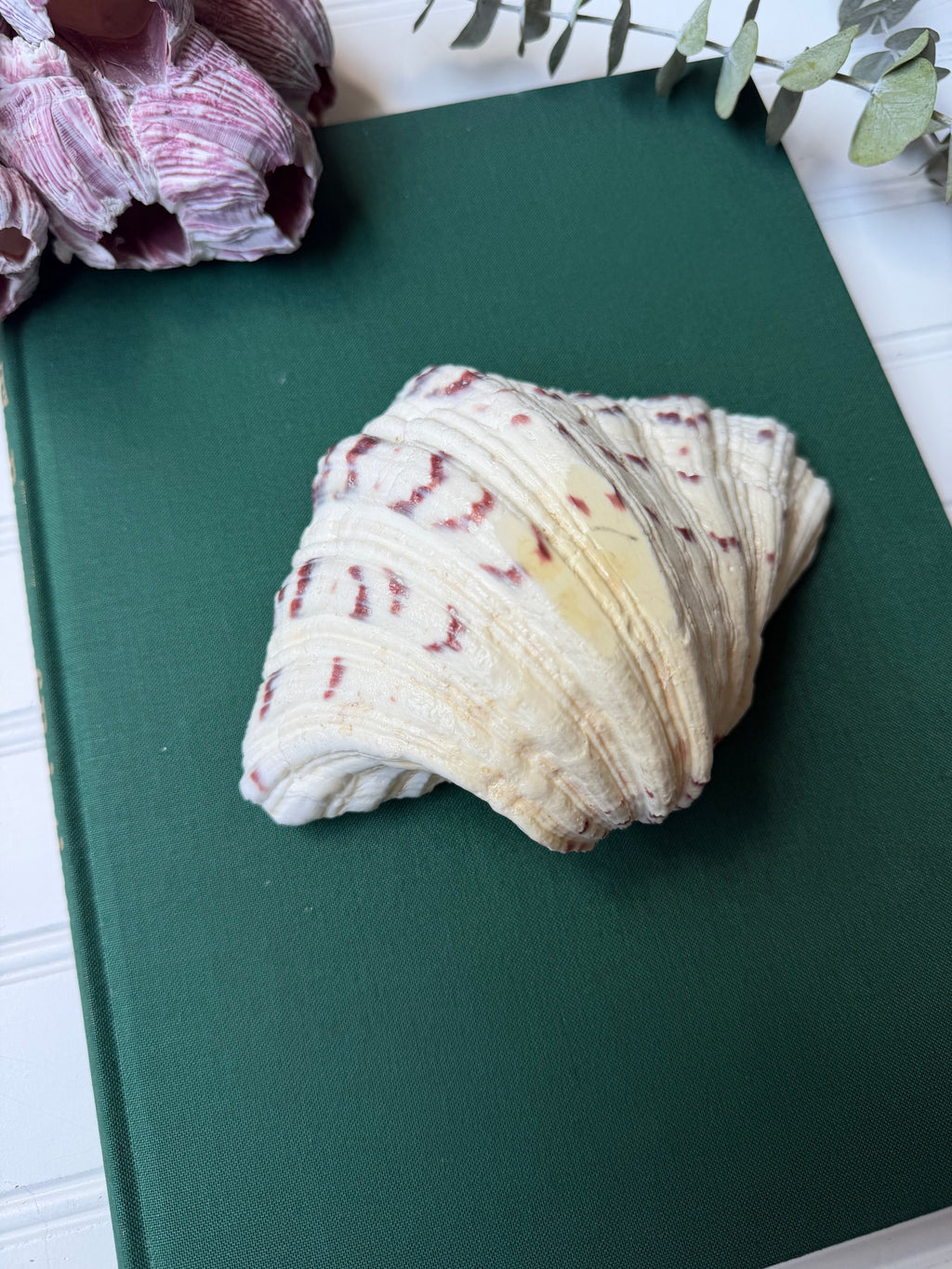 Bear Paw Clam