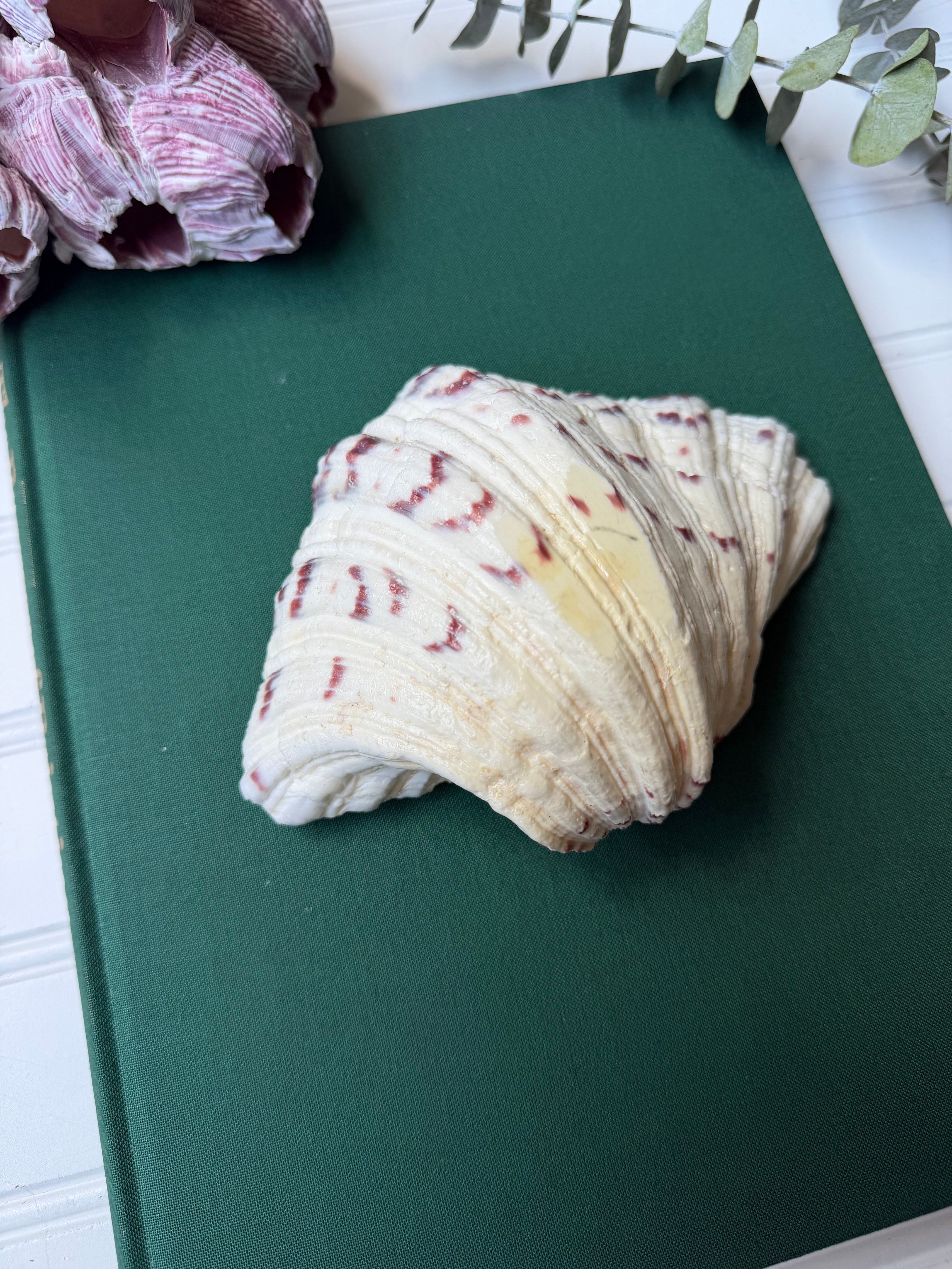 Bear Paw Clam