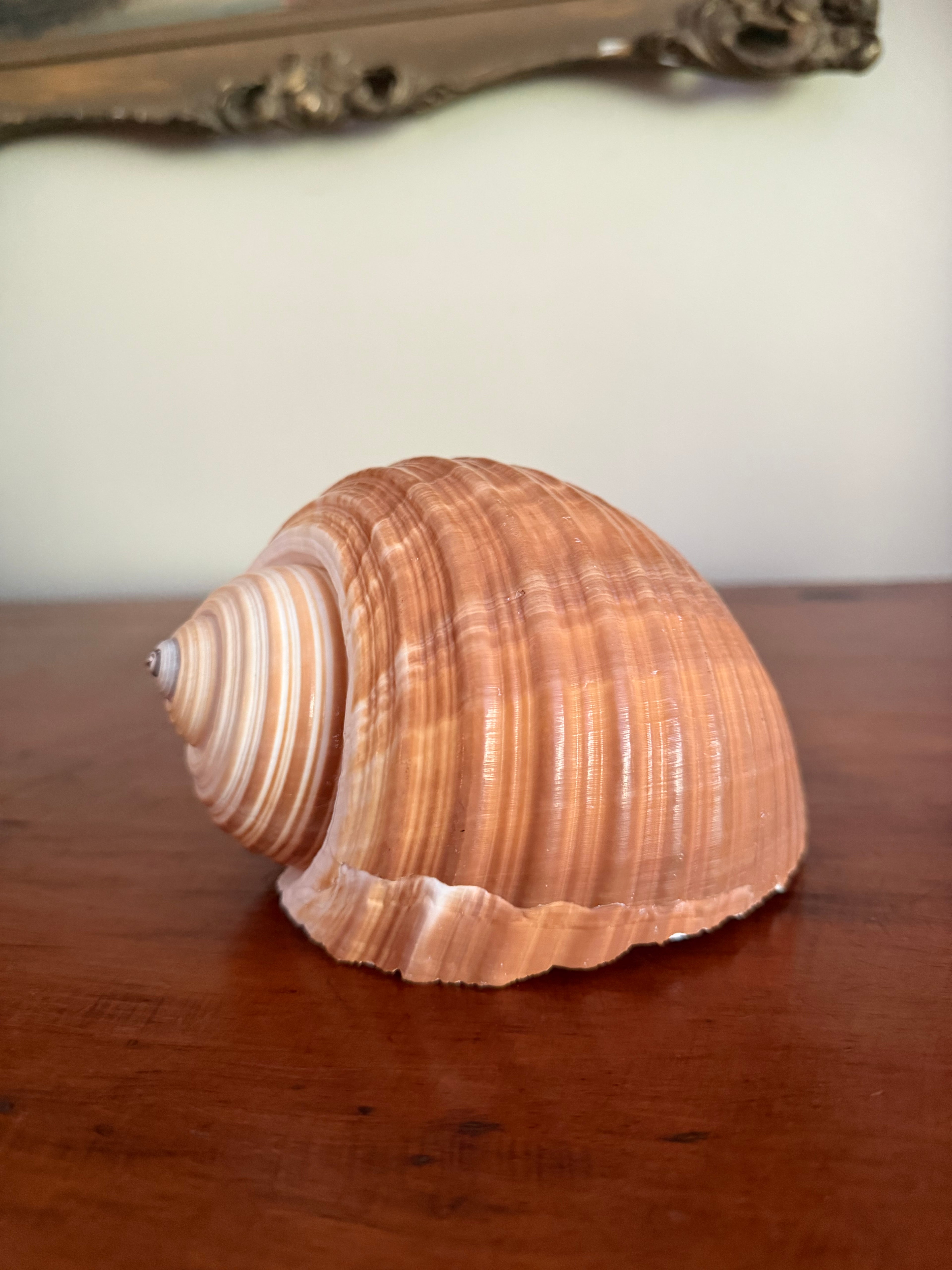 Natural Giant Tun Shell, Tonna Galea