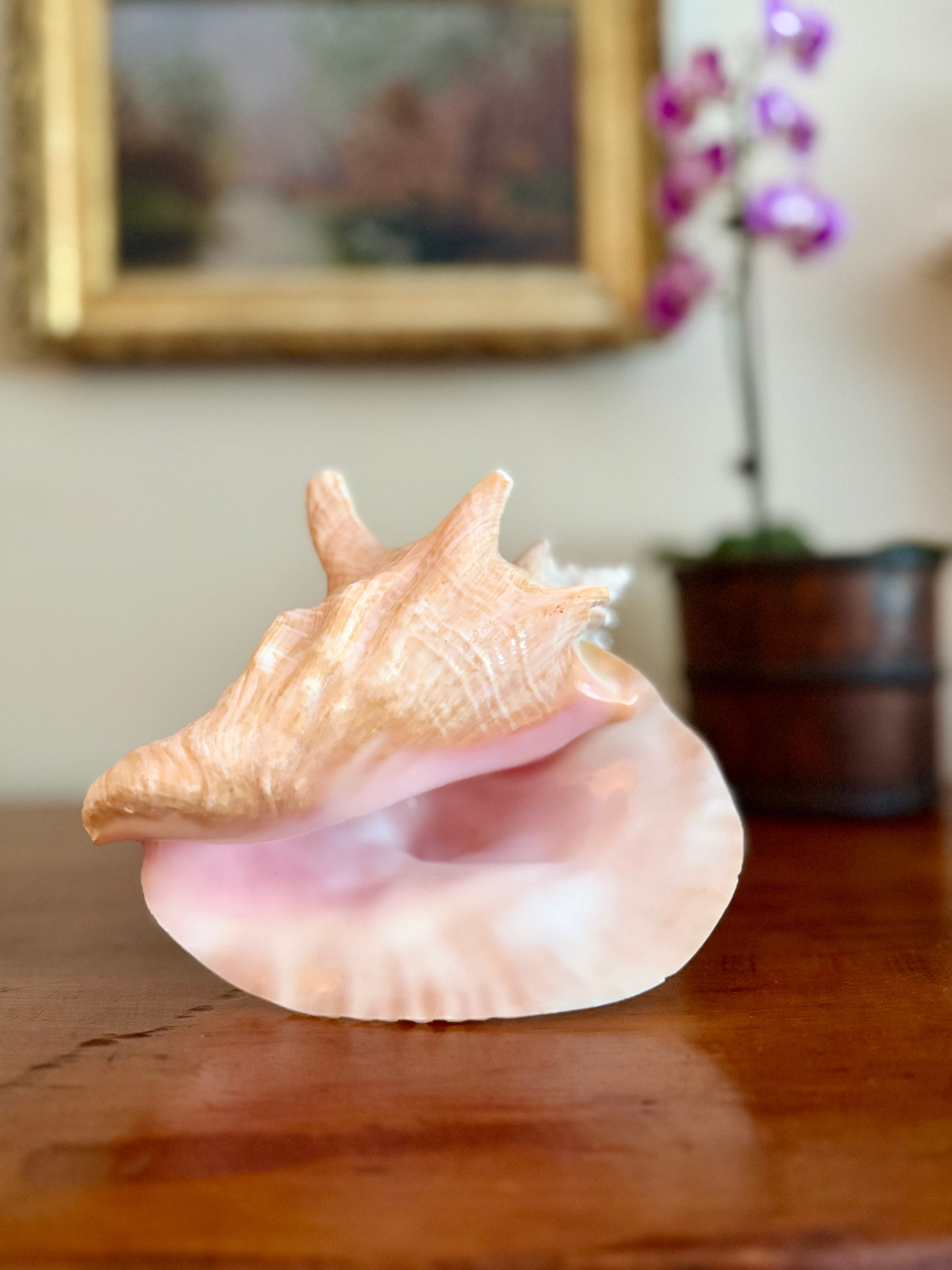 7 Inch Queen Conch Shell