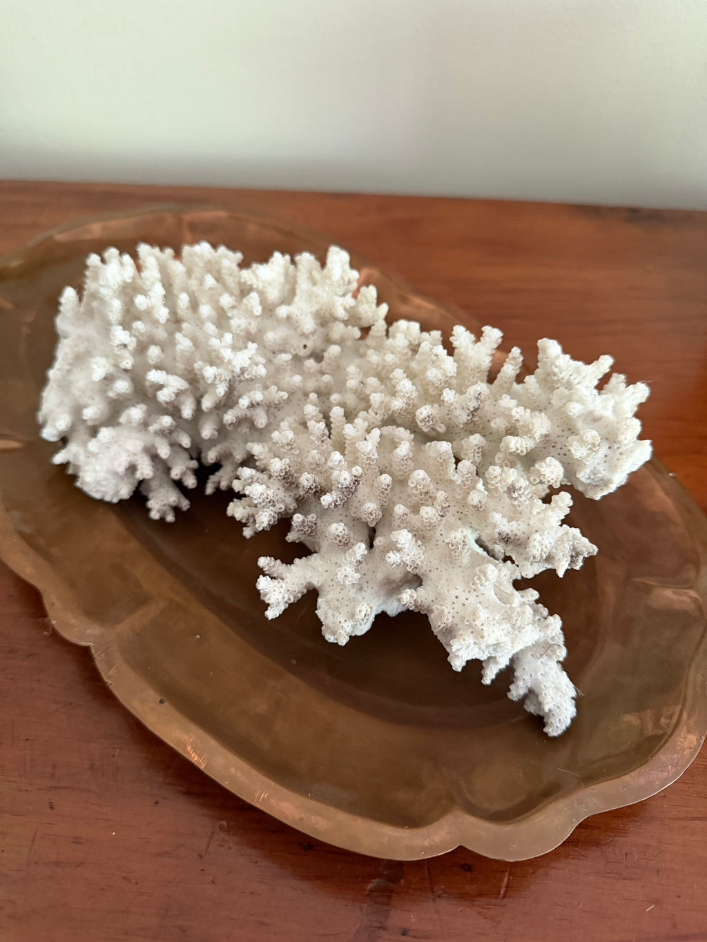Coral Specimen