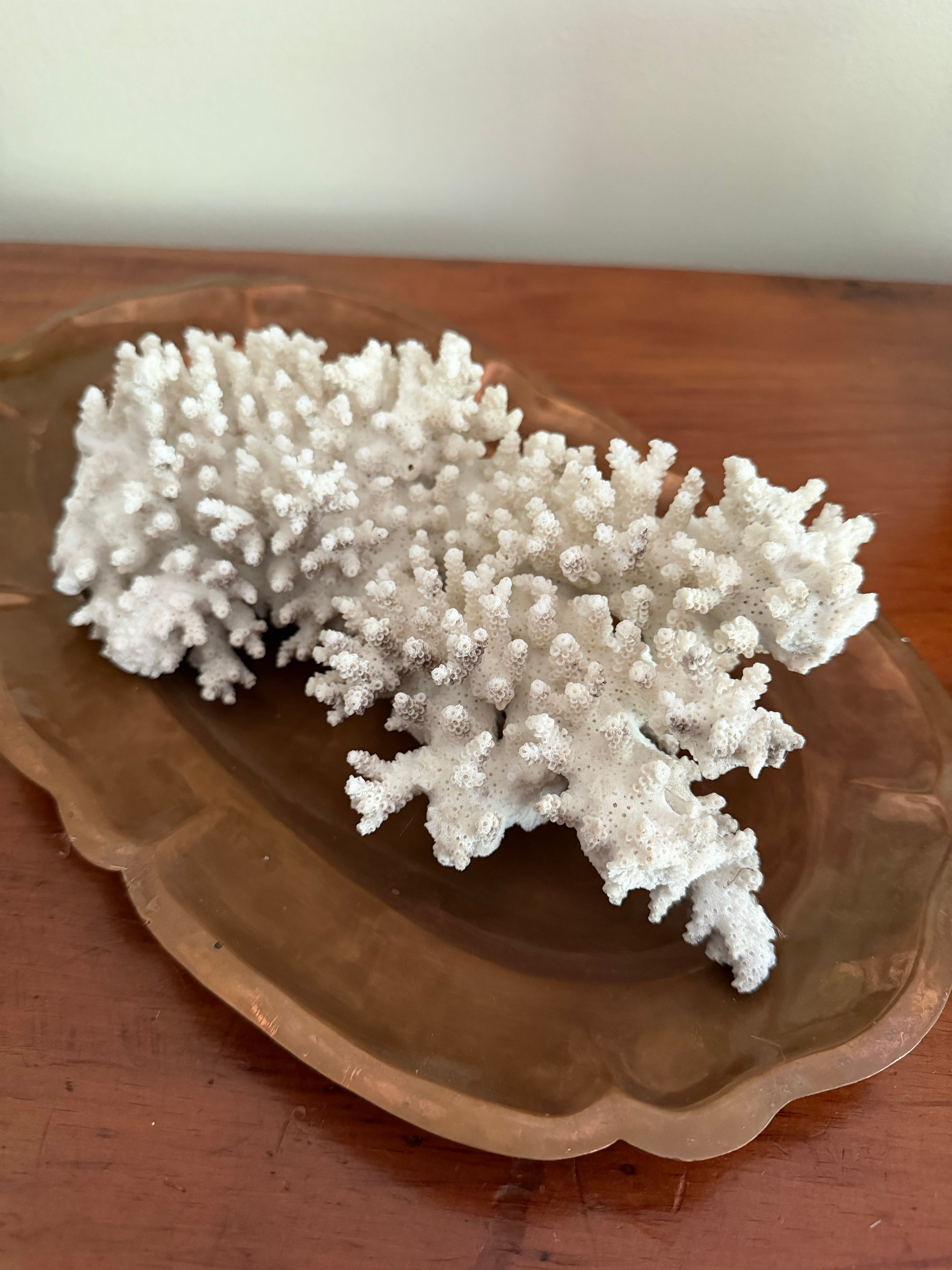 Coral Specimen