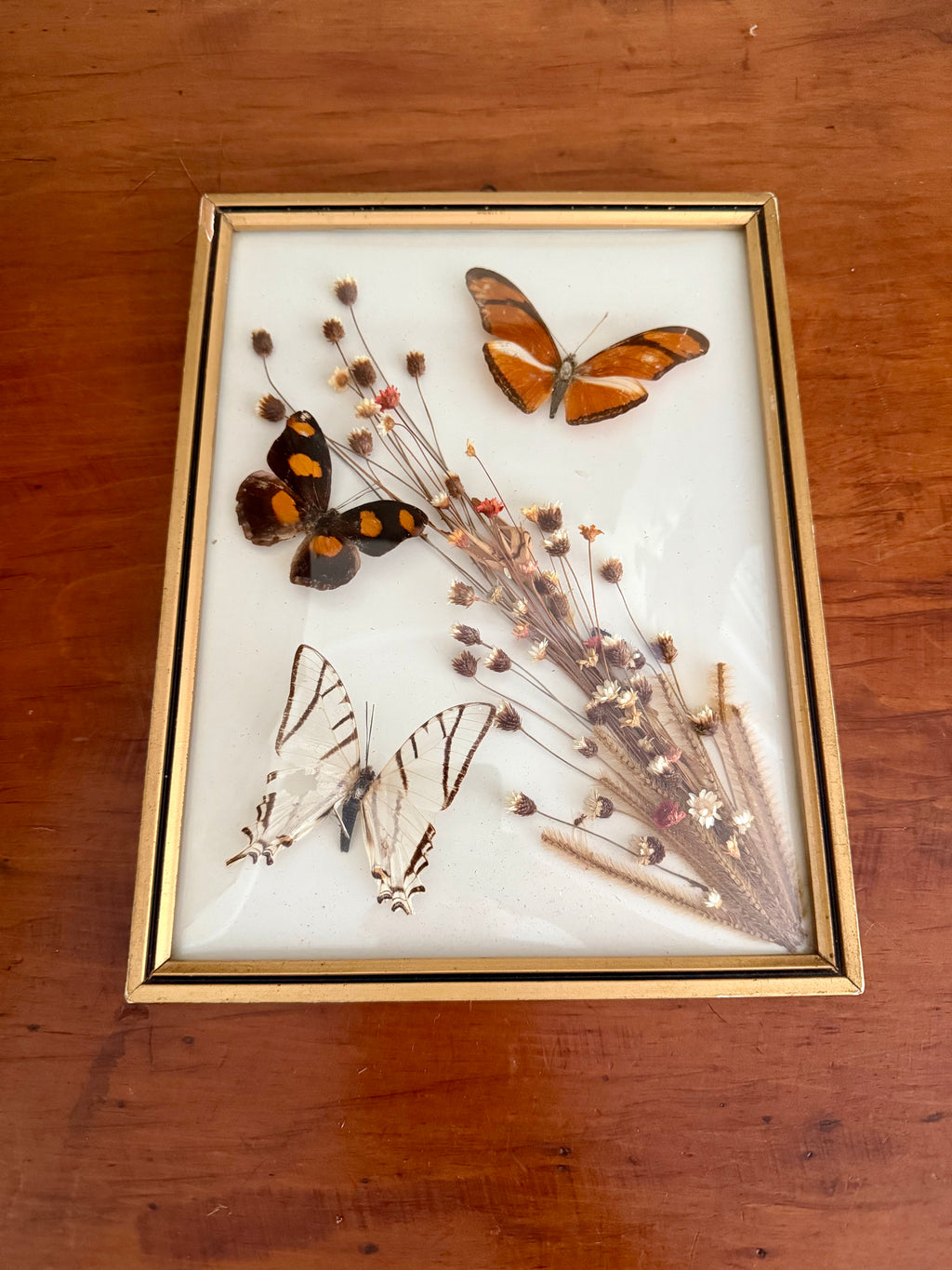Framed Butterfly Specimens & Dried Florals