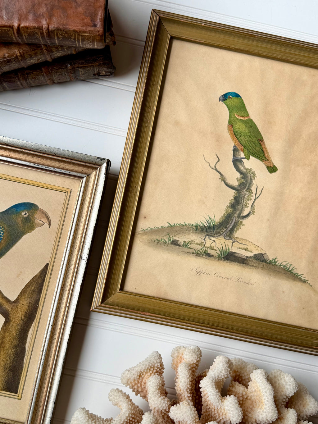 18th Century Sapphire Crowned Parakeet, Hand Colored Engraving