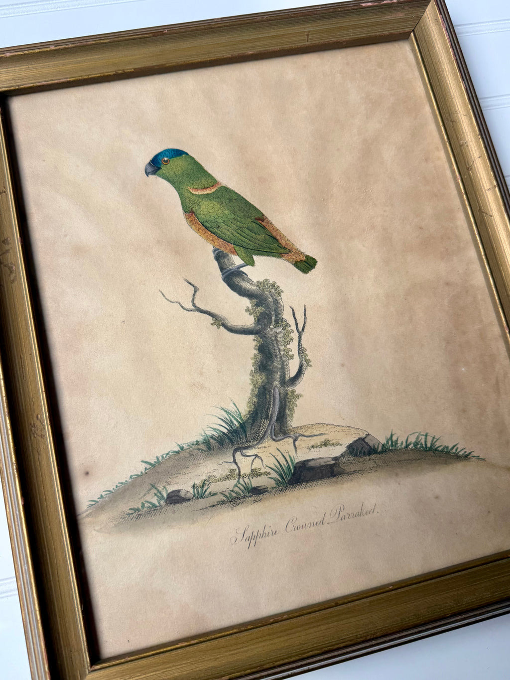 18th Century Sapphire Crowned Parakeet, Hand Colored Engraving