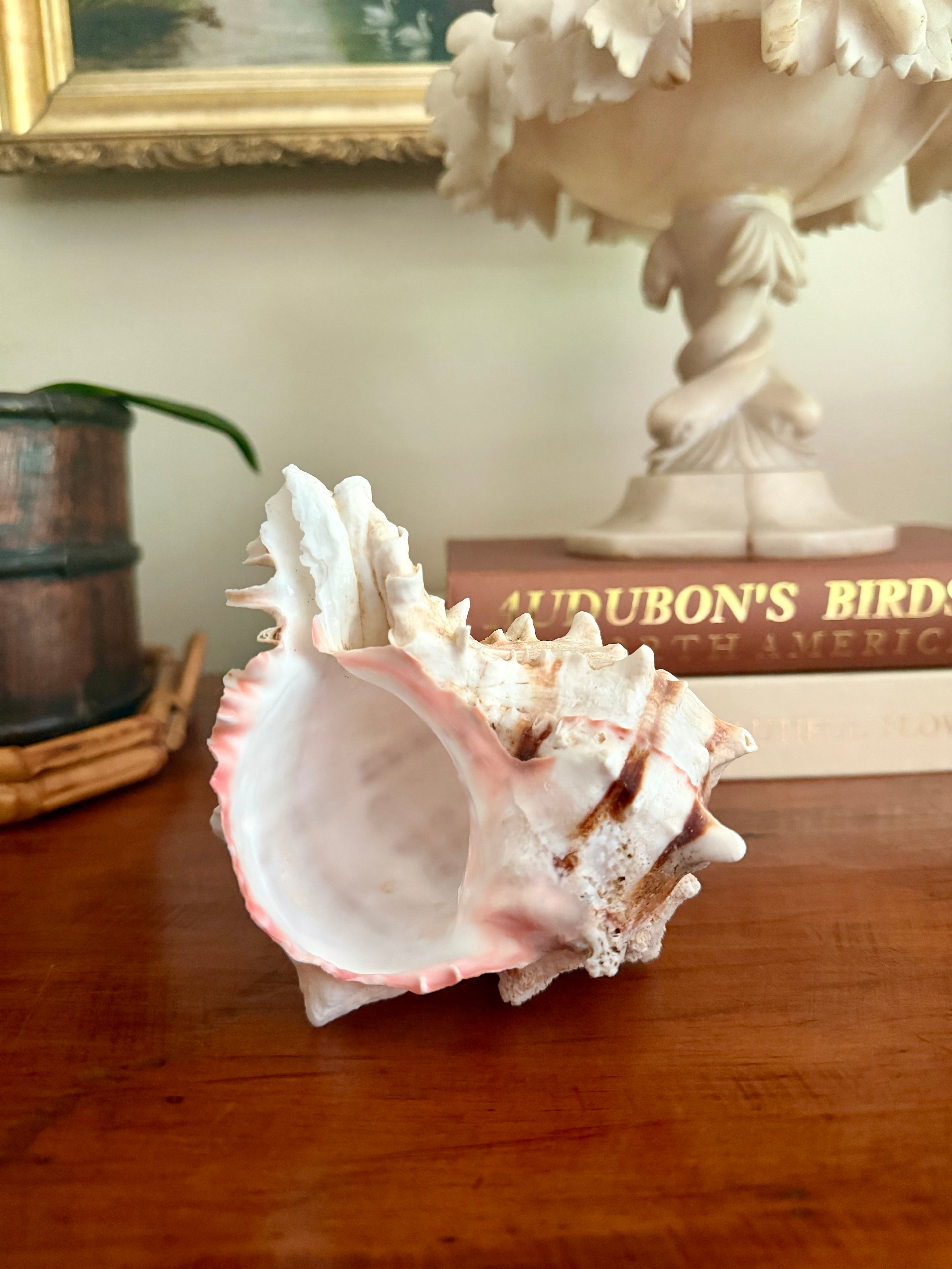 Pink-Mouthed Murex Seashell