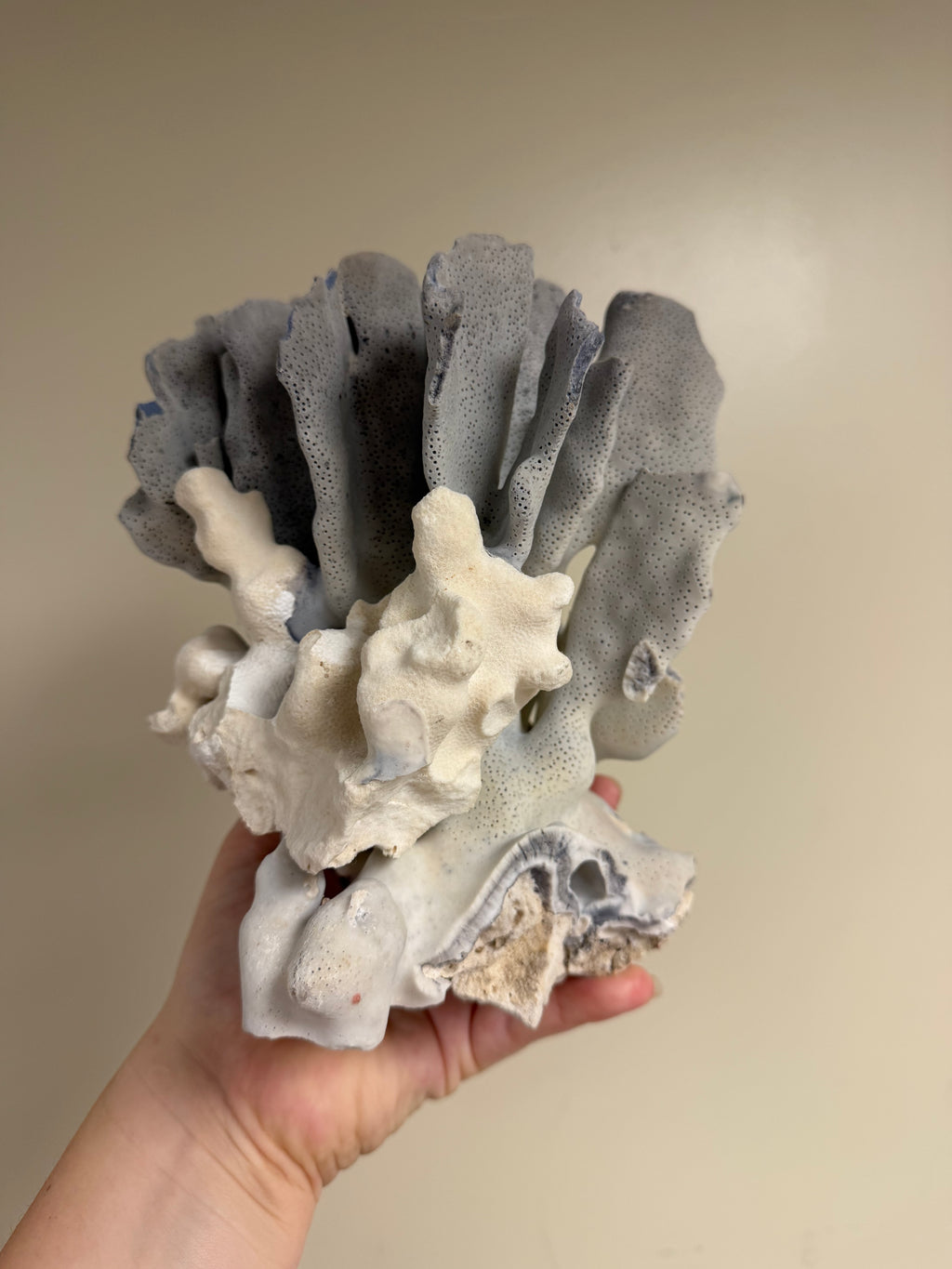 Blue Coral Specimen