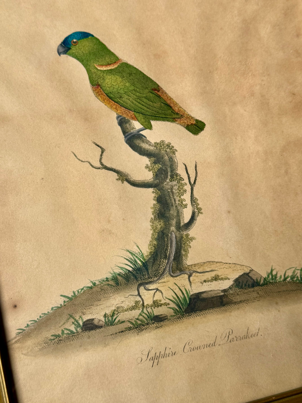 18th Century Sapphire Crowned Parakeet, Hand Colored Engraving