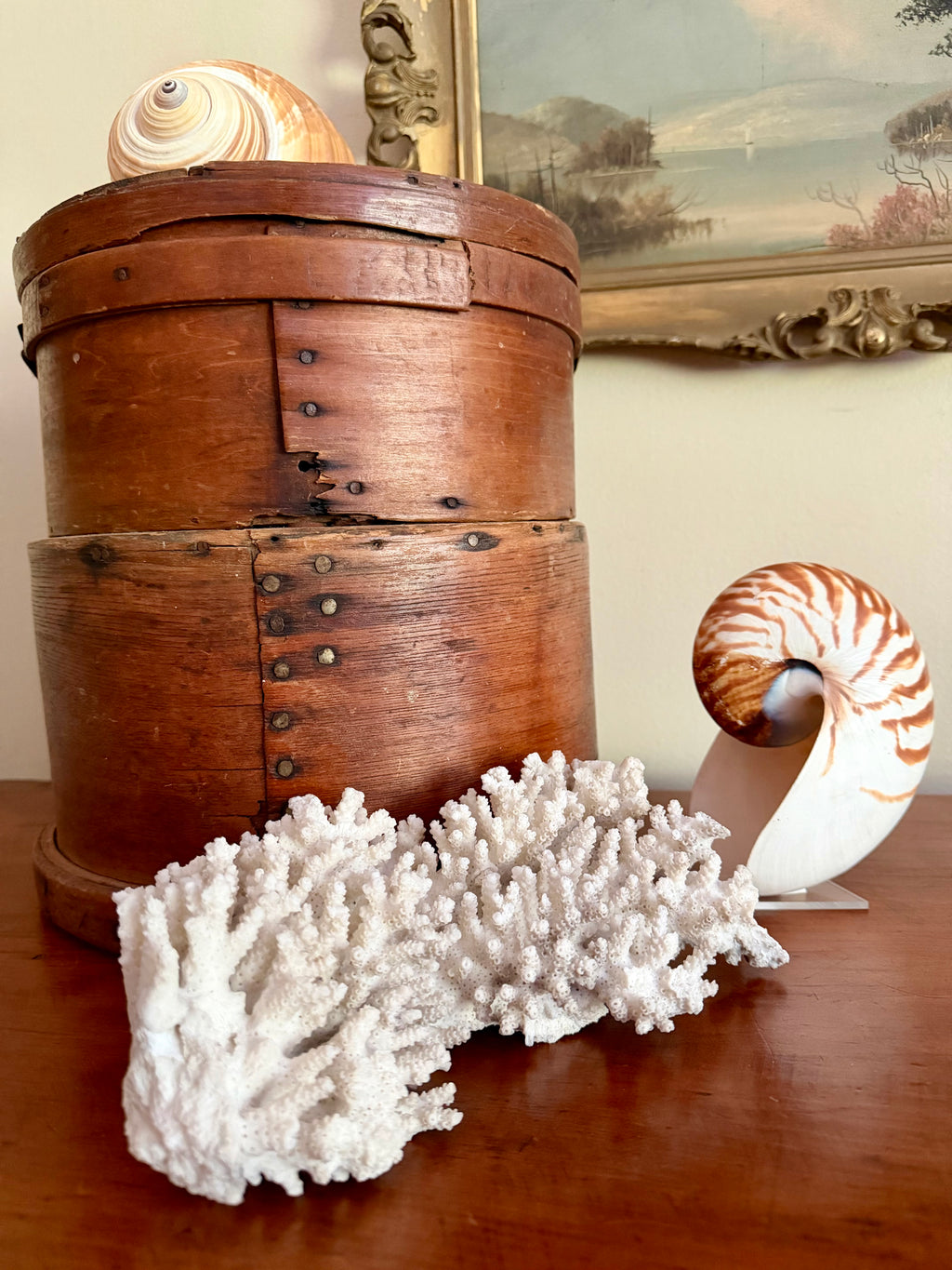 Coral Specimen