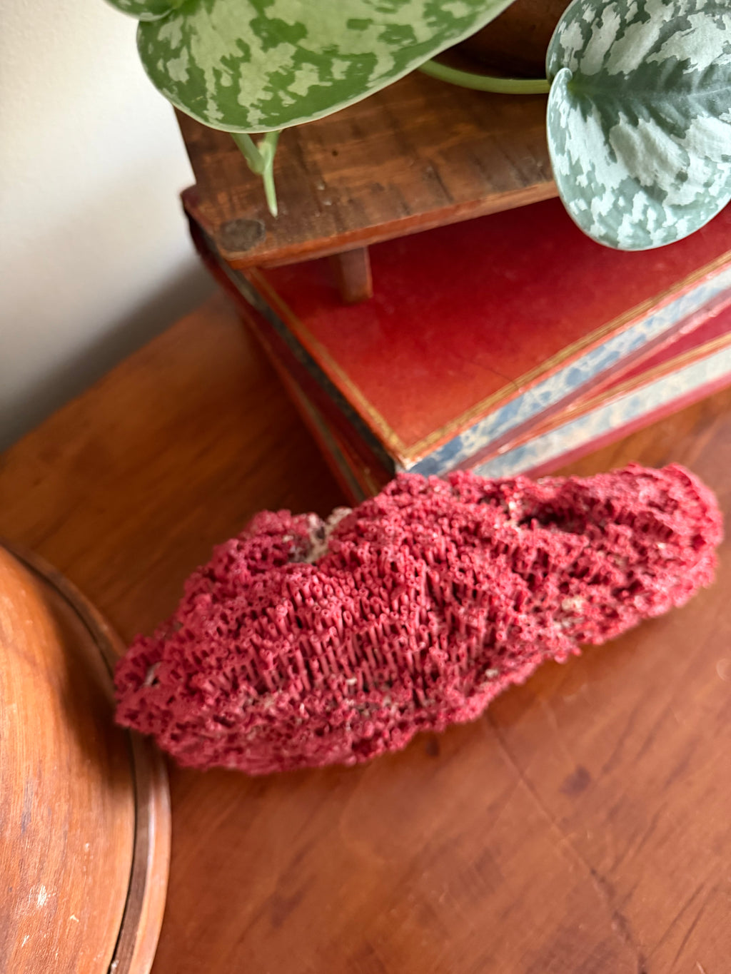 Red Pipe Organ Coral