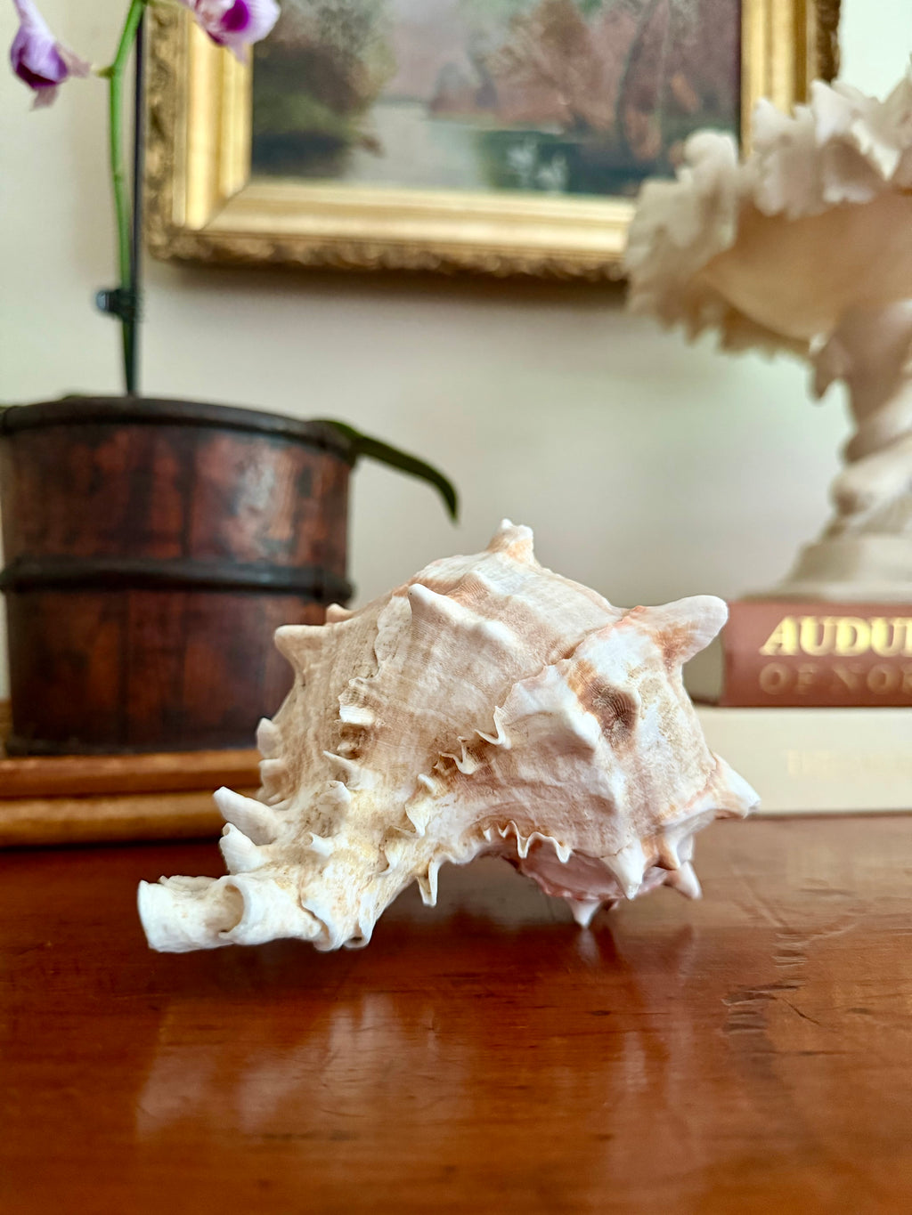Pink-Mouthed Murex Seashell