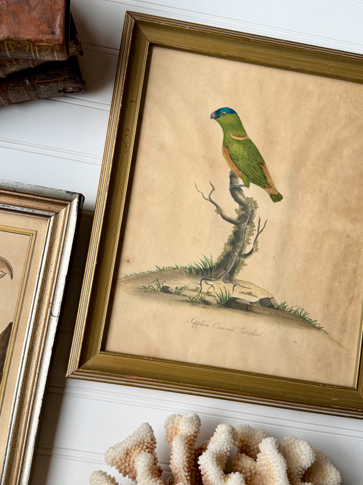 18th Century Sapphire Crowned Parakeet, Hand Colored Engraving