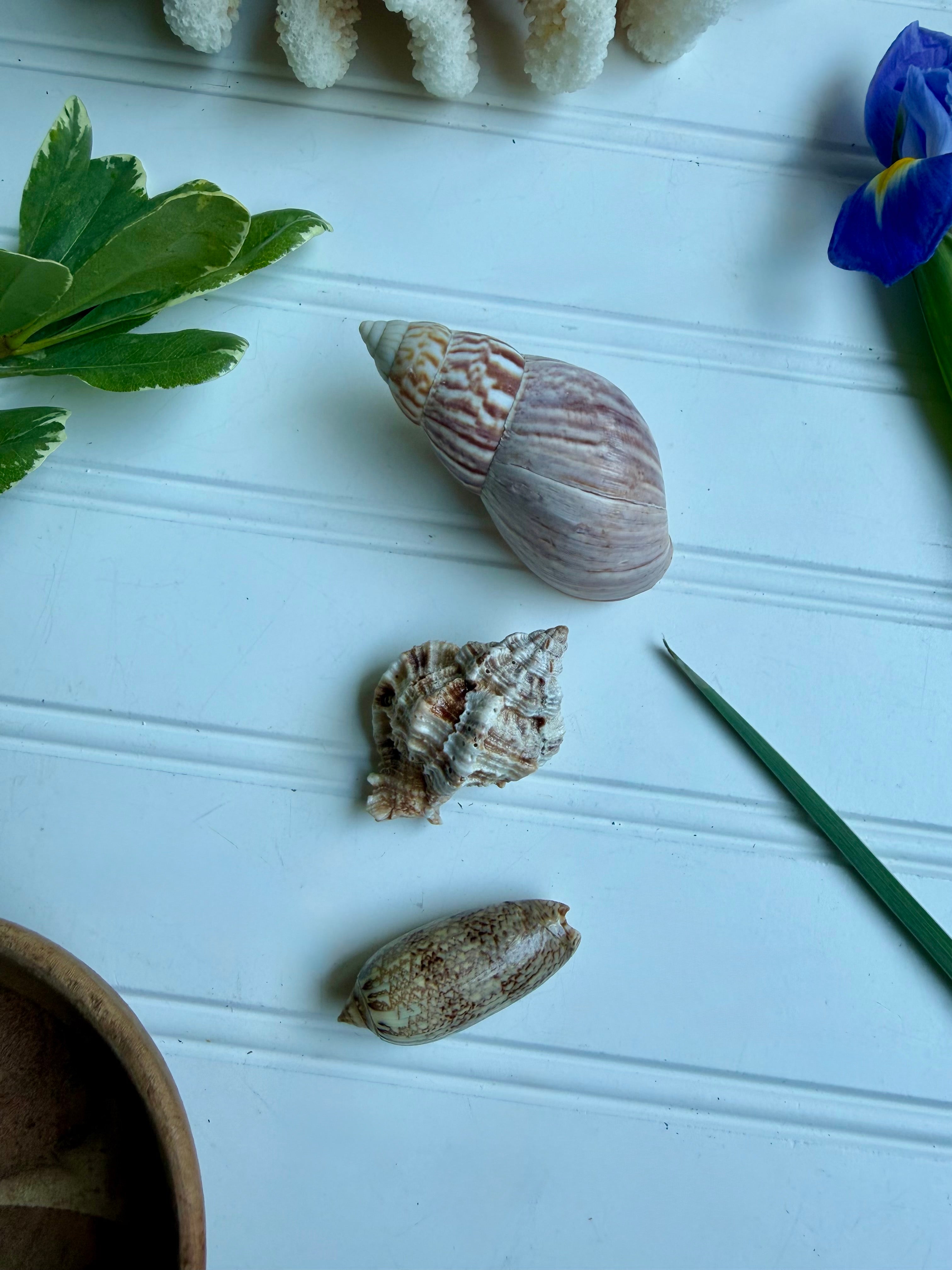 Small Wooden Bowl of Shells 2
