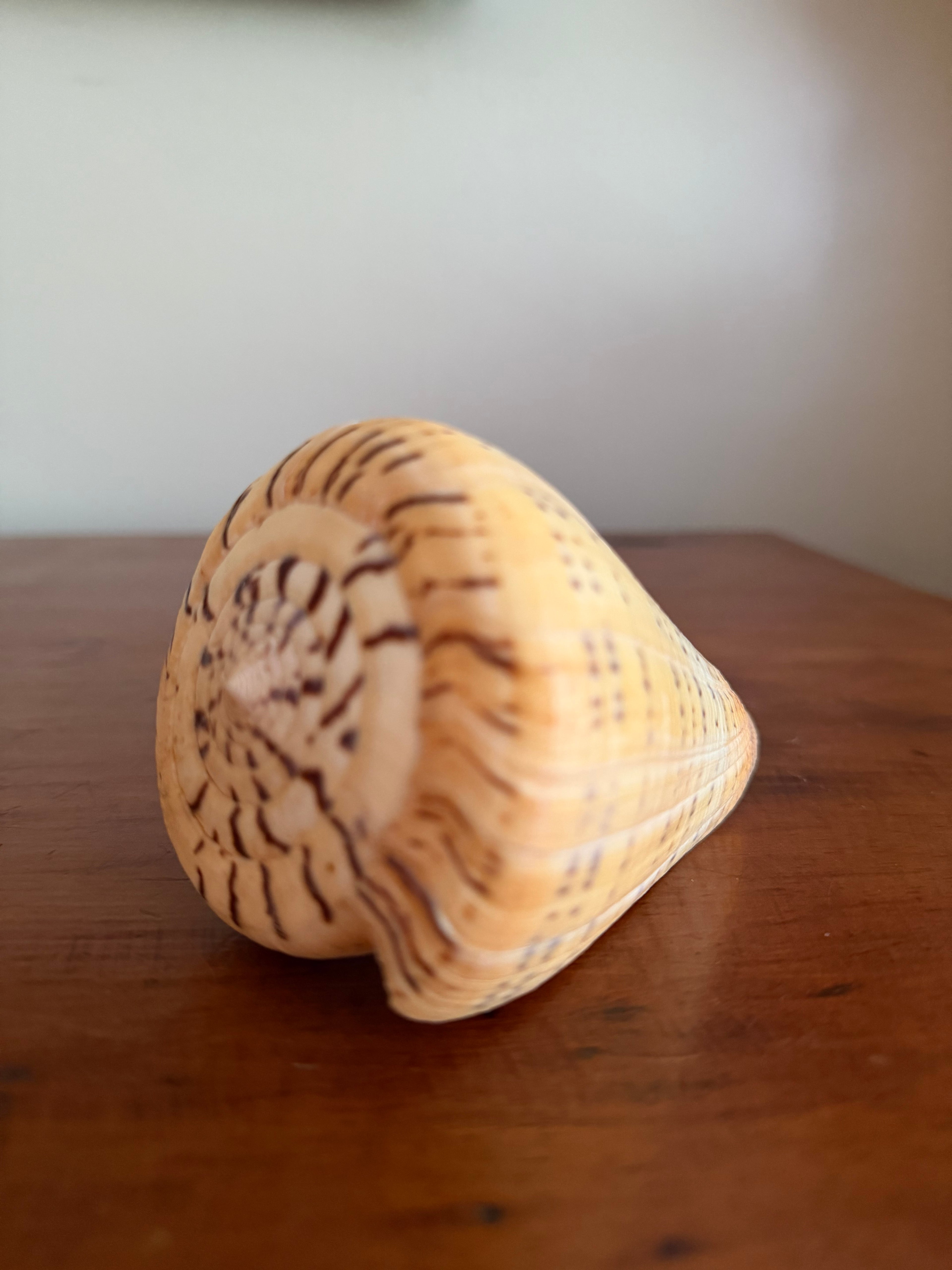 Shell Bundle (6 assorted)