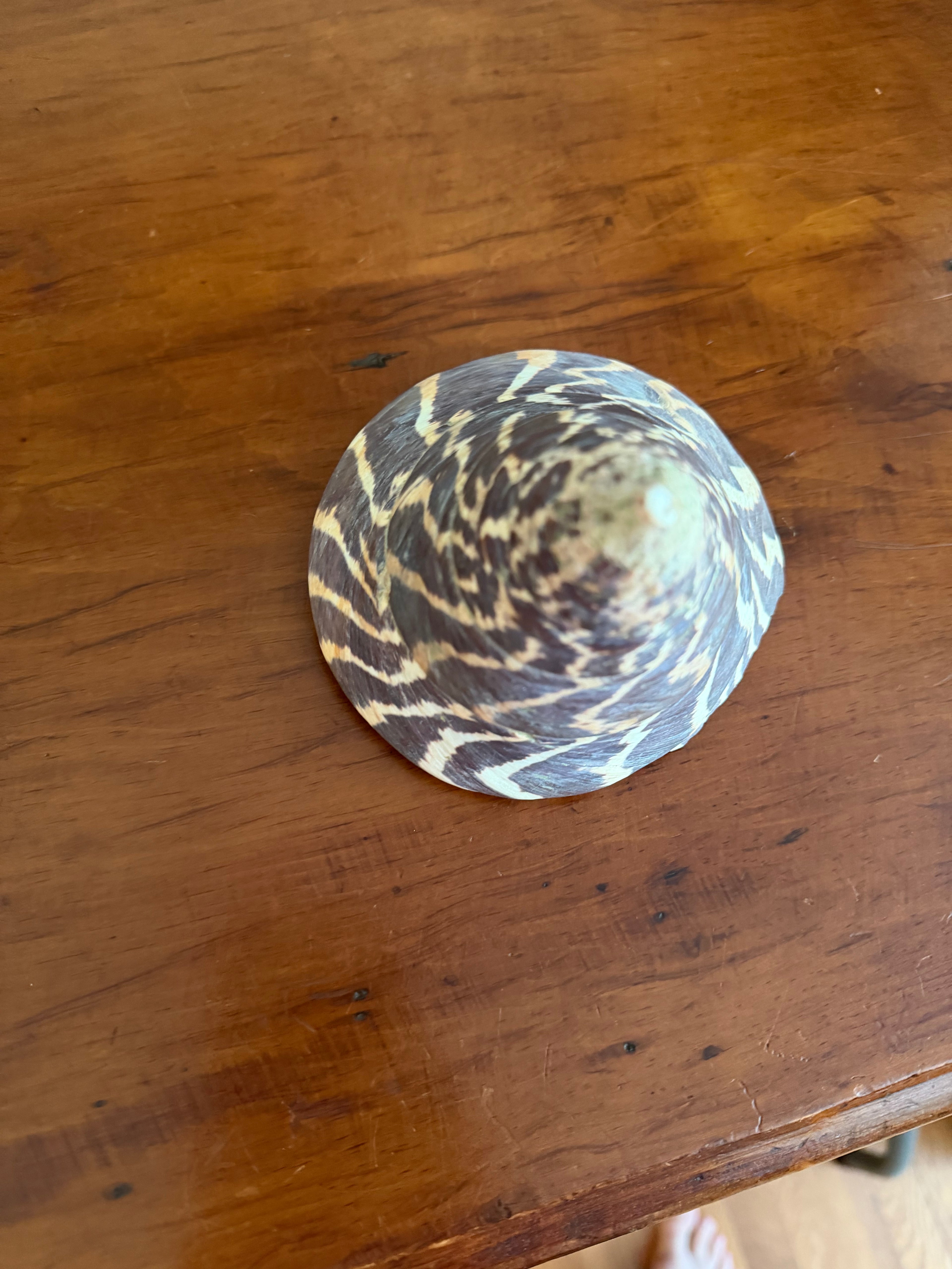 Trochulus Niloticus Sea Shell